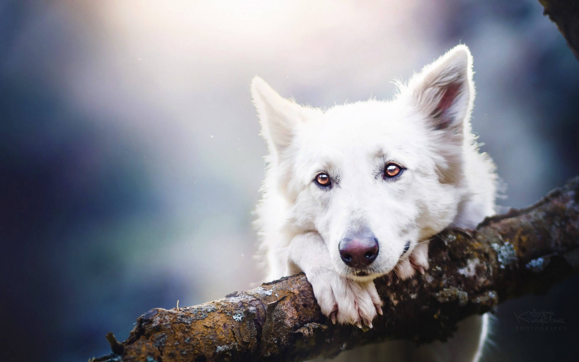 Perro Tierno Aferrado a una Rama Fondos de pantalla