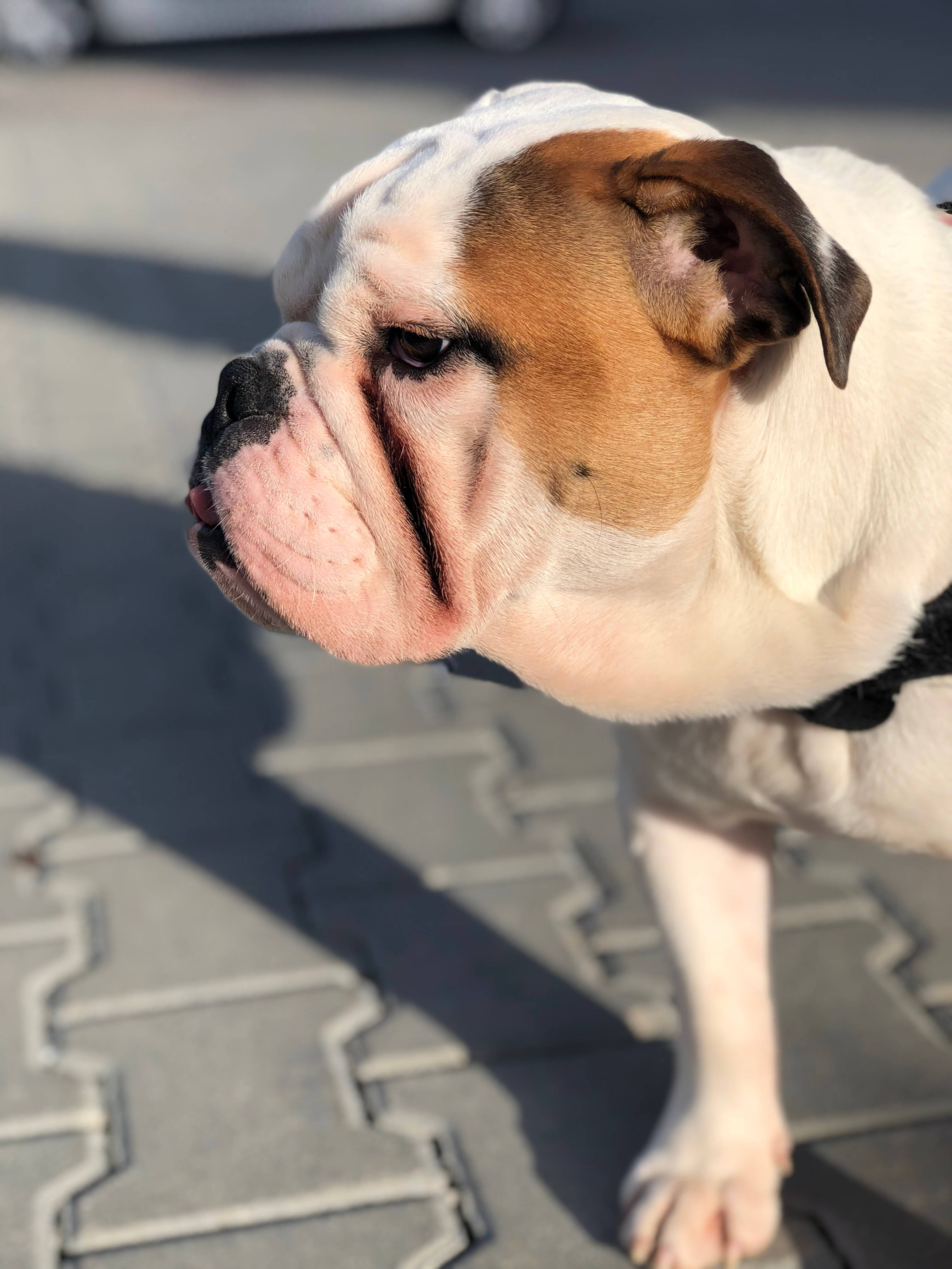Perro tierno enojado bajo el sol Fondos de pantalla