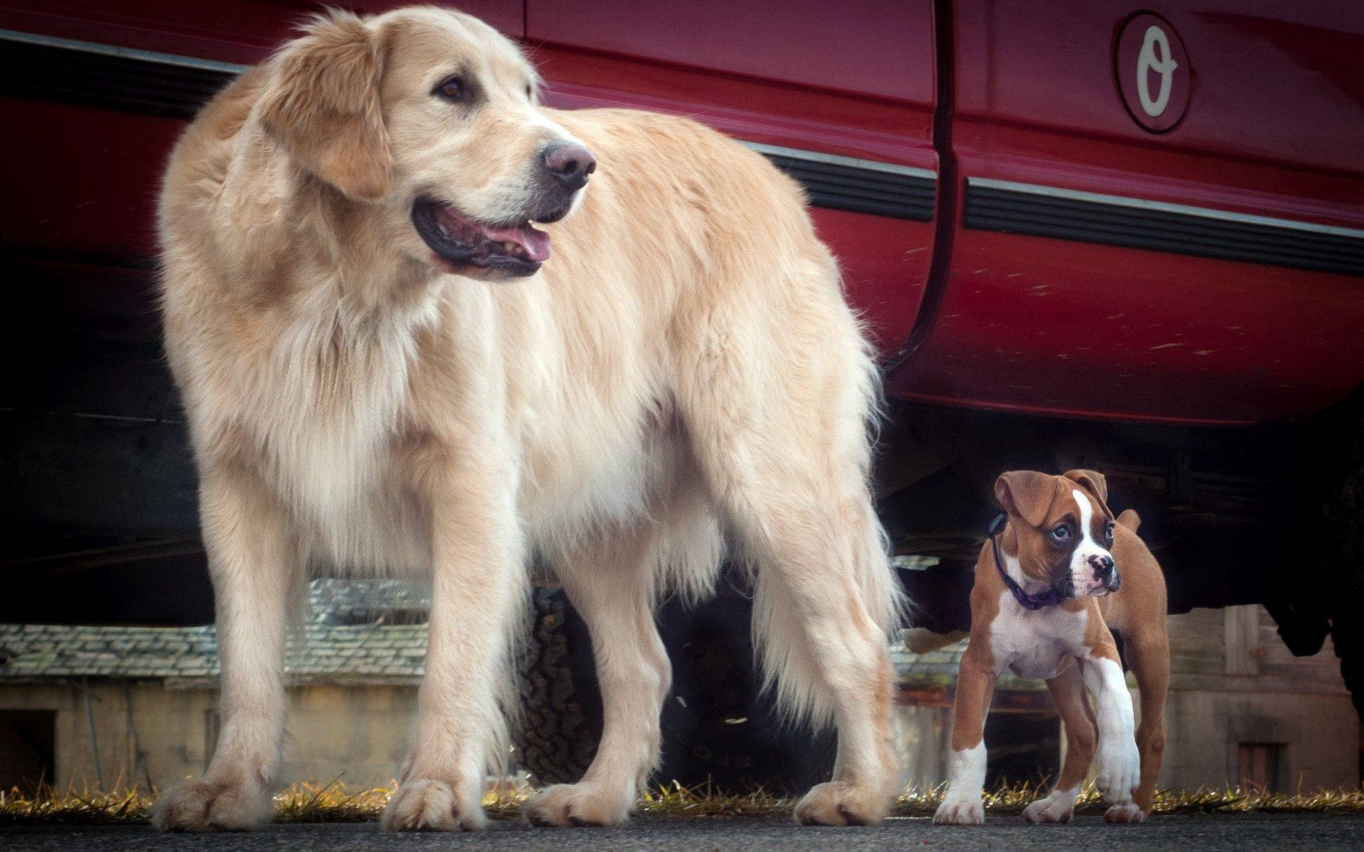 Fondo de pantalla de perro dorado y cachorro Bulldog junto a coche rojo