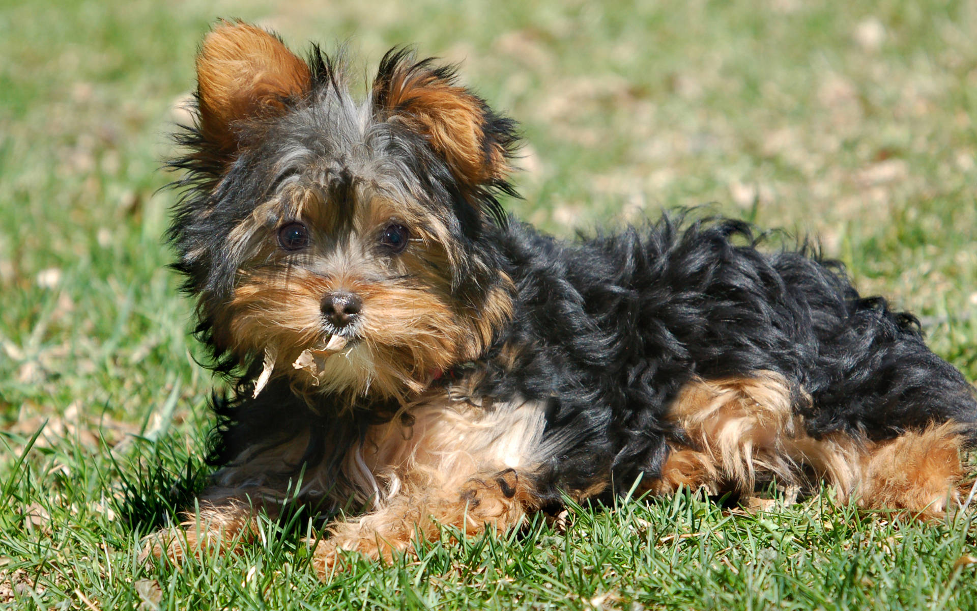 Perro Yorkshire Lindo en el Pasto Fondos de pantalla