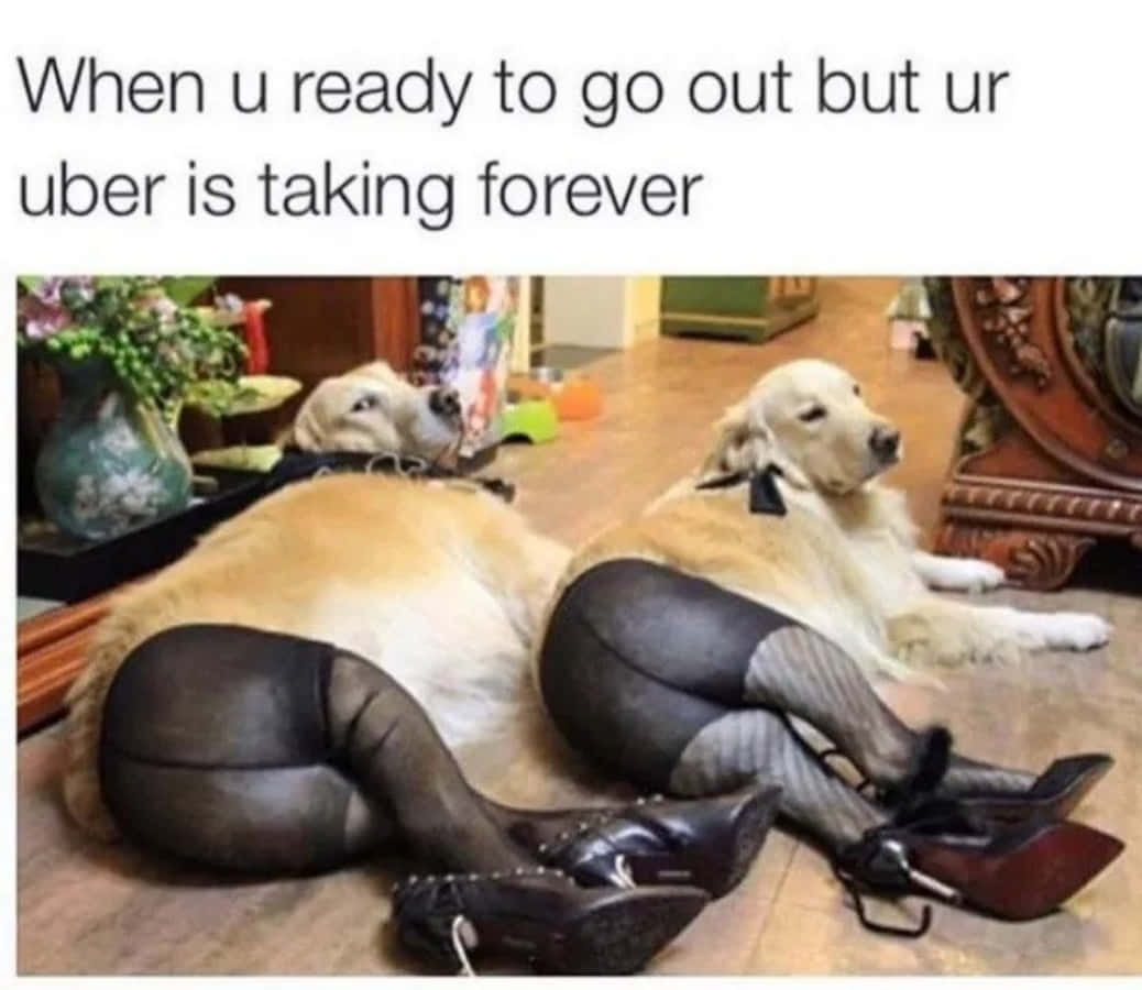 Perros Divertidos en Medias Sexys Fondos de pantalla