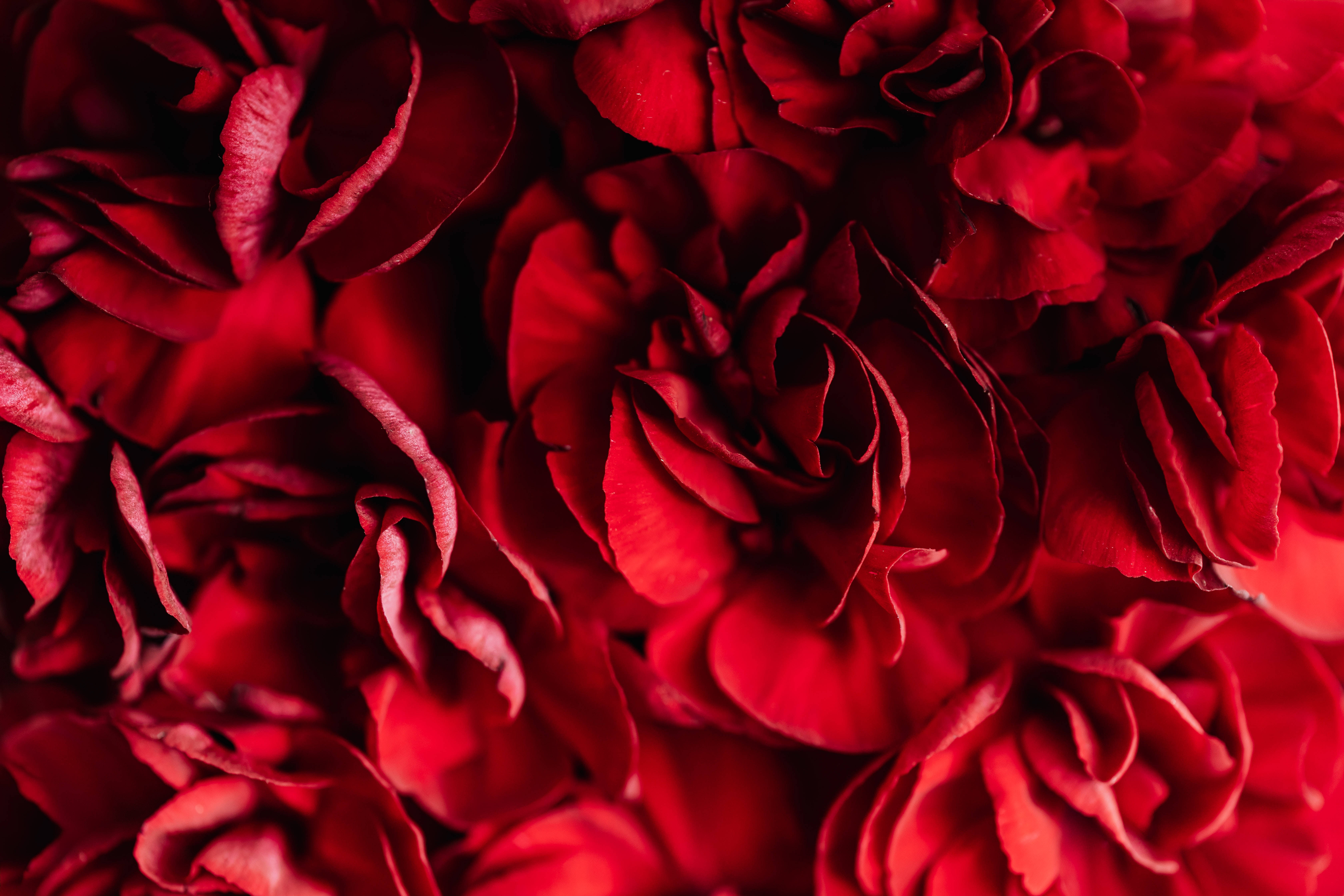 Pétalos de flor rojo oscuro Fondos de pantalla