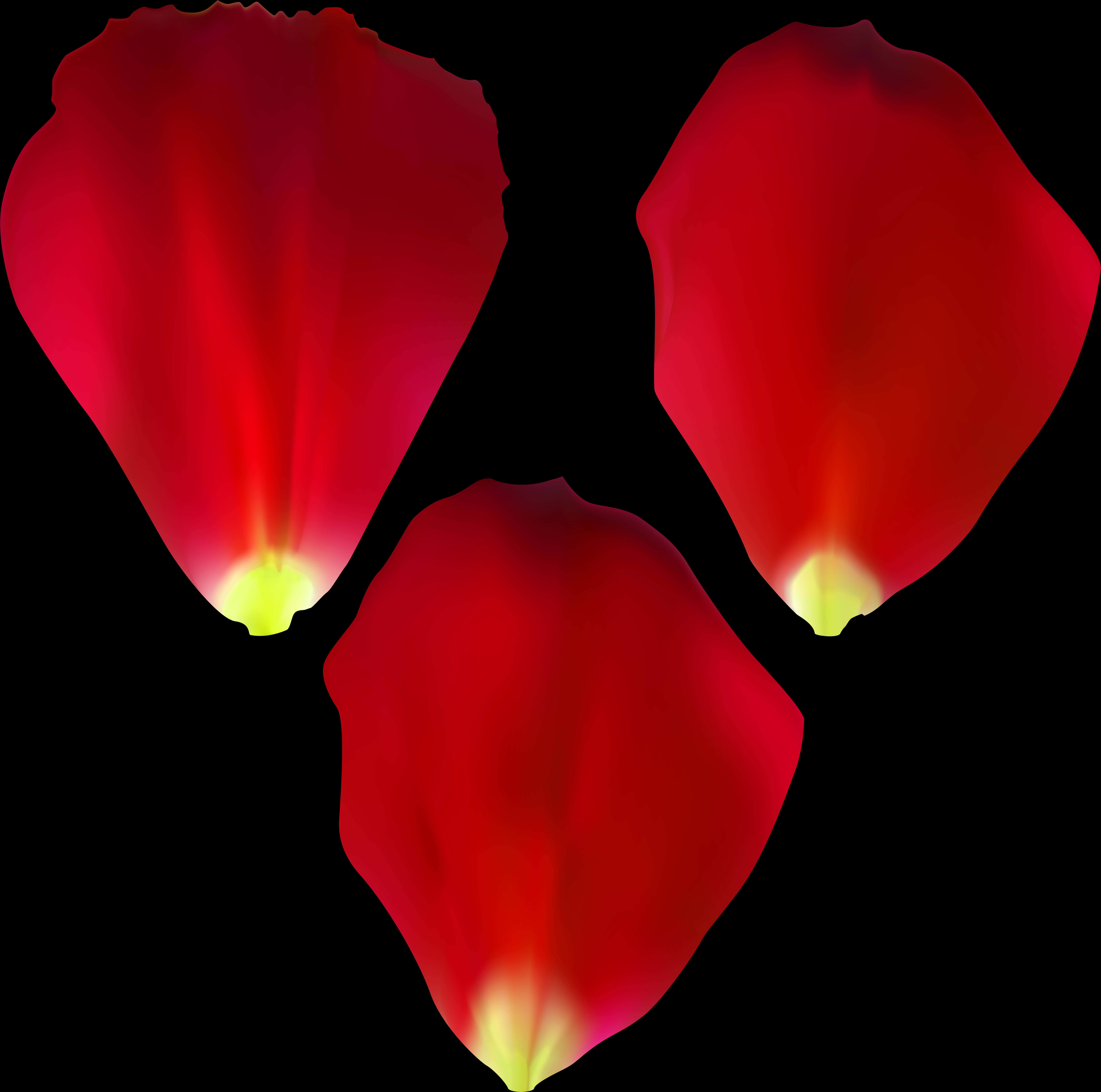Pétalos de rosa roja sobre fondo negro Fondos de pantalla