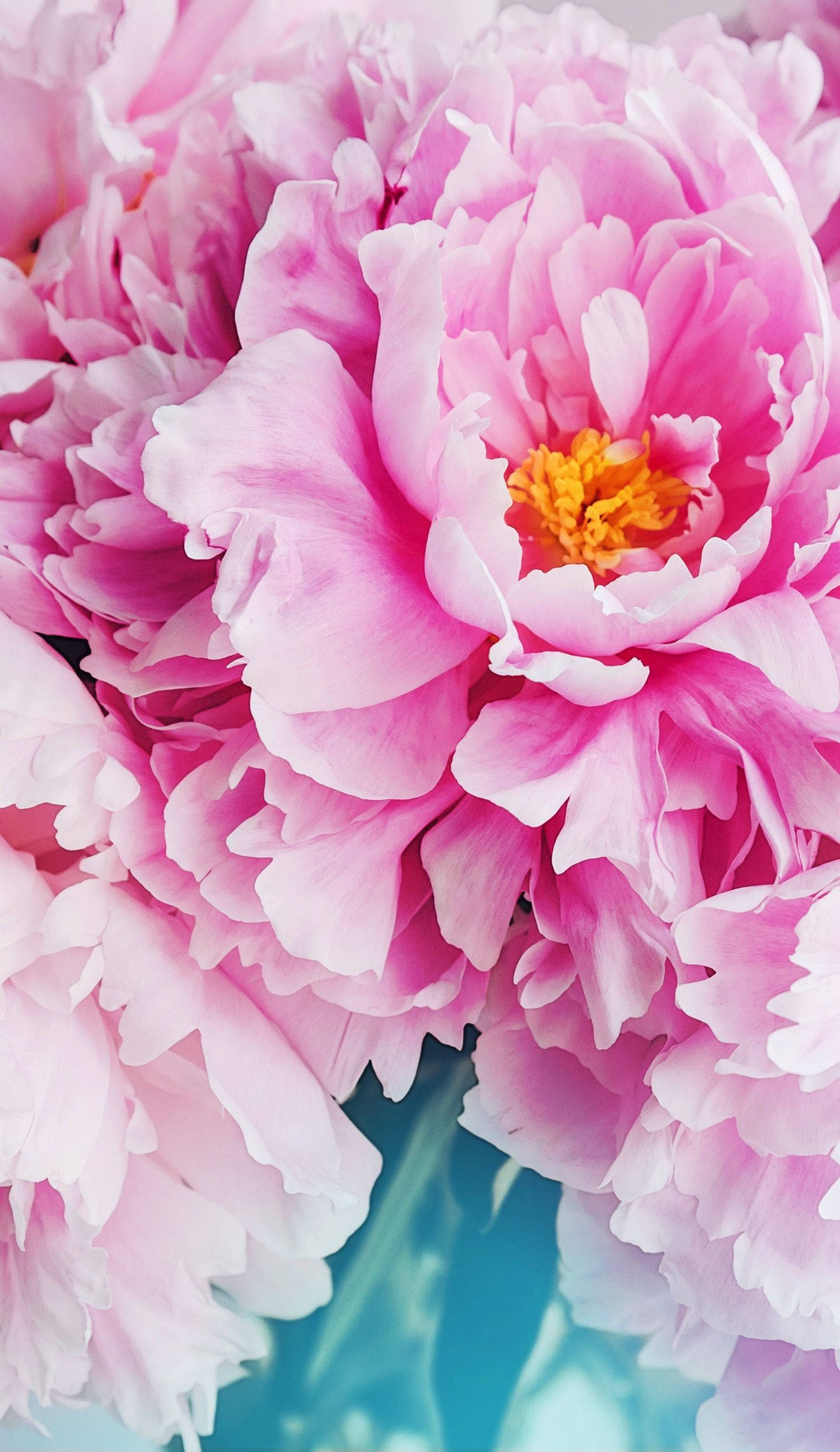 Pétalos Rosados Floral iPhone Fondos de pantalla