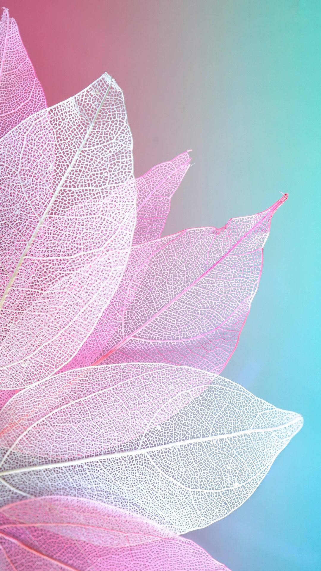 Pétalos Rosados Sobre Azul Fondos de pantalla