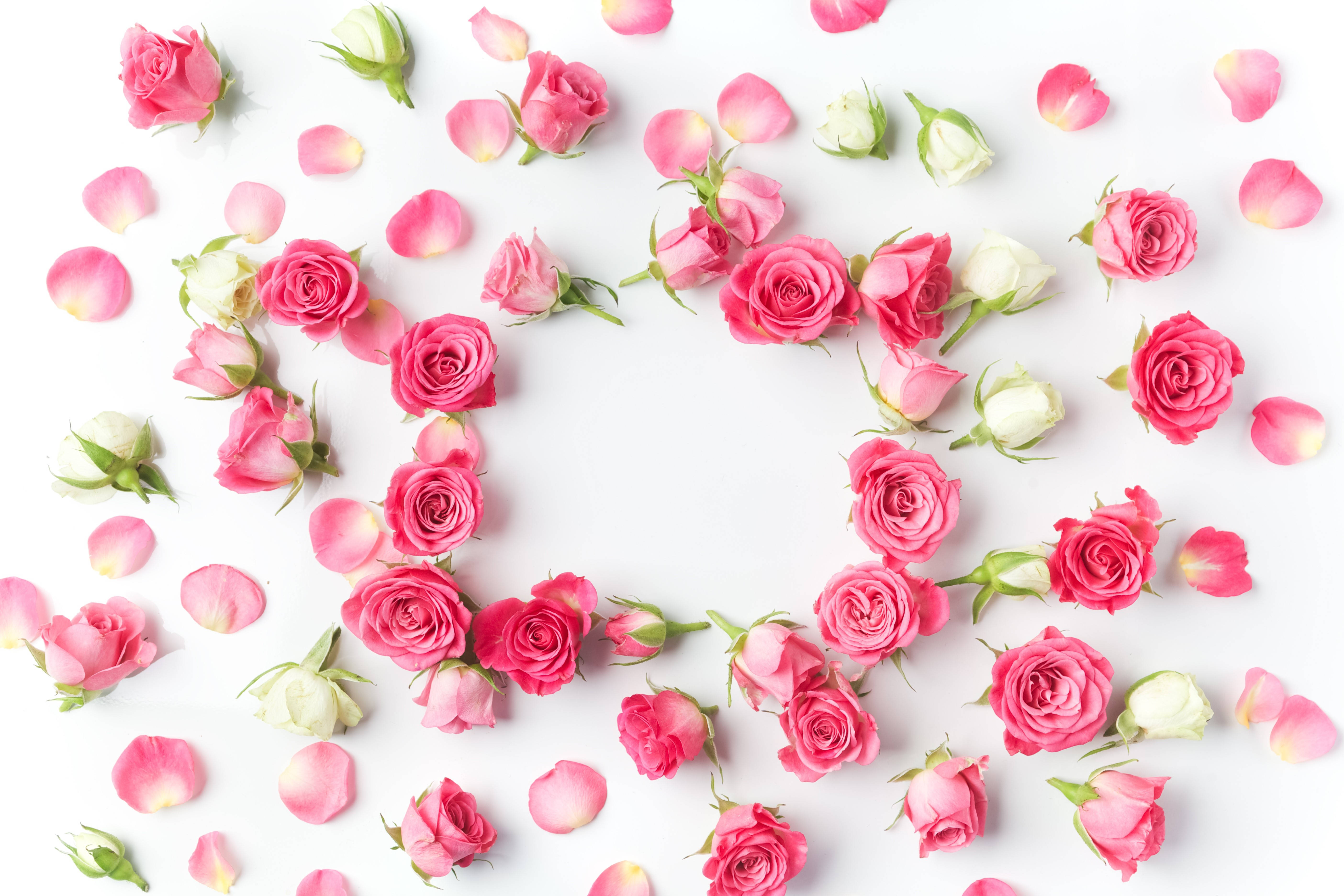 Pétalos rosas y blancos Fondos de pantalla