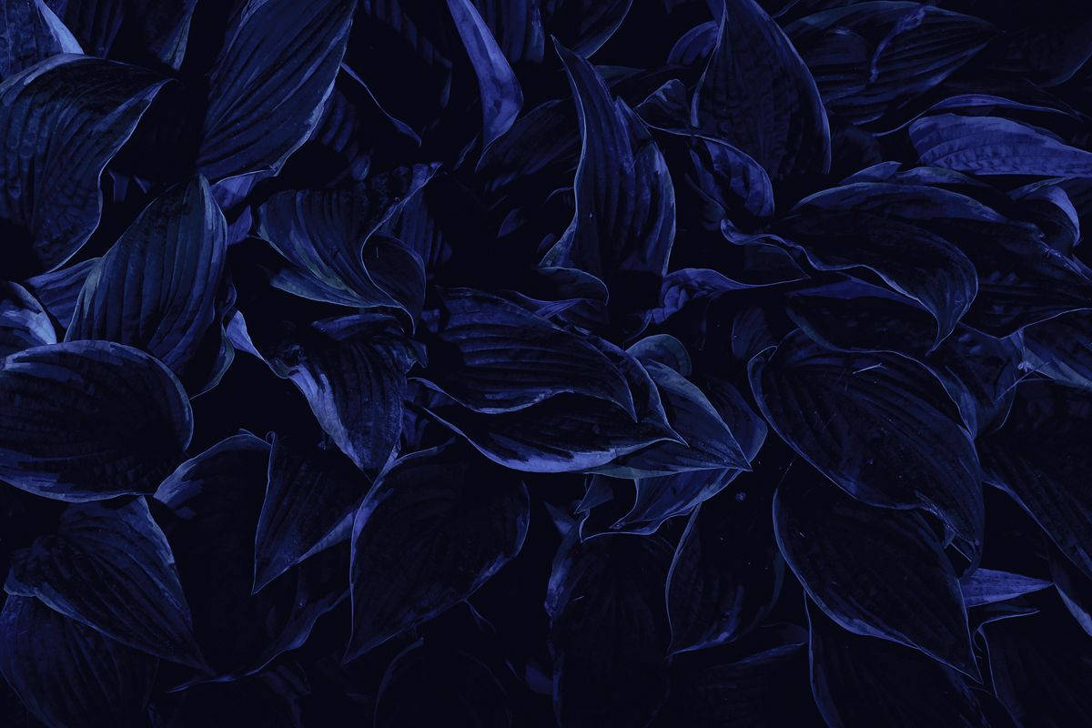 Pétalos Secos Estética Azul Oscuro HD Fondos de pantalla