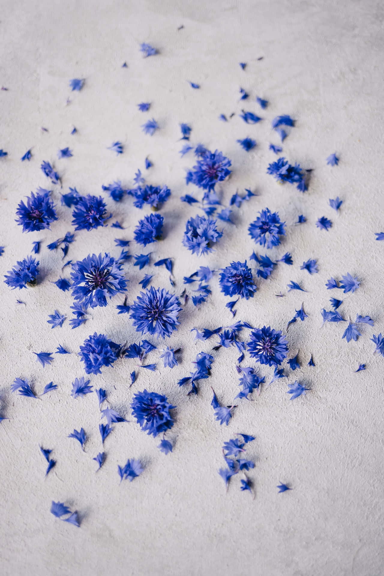 Pétalos Triturados de Flores Azules para Teléfono Fondos de pantalla
