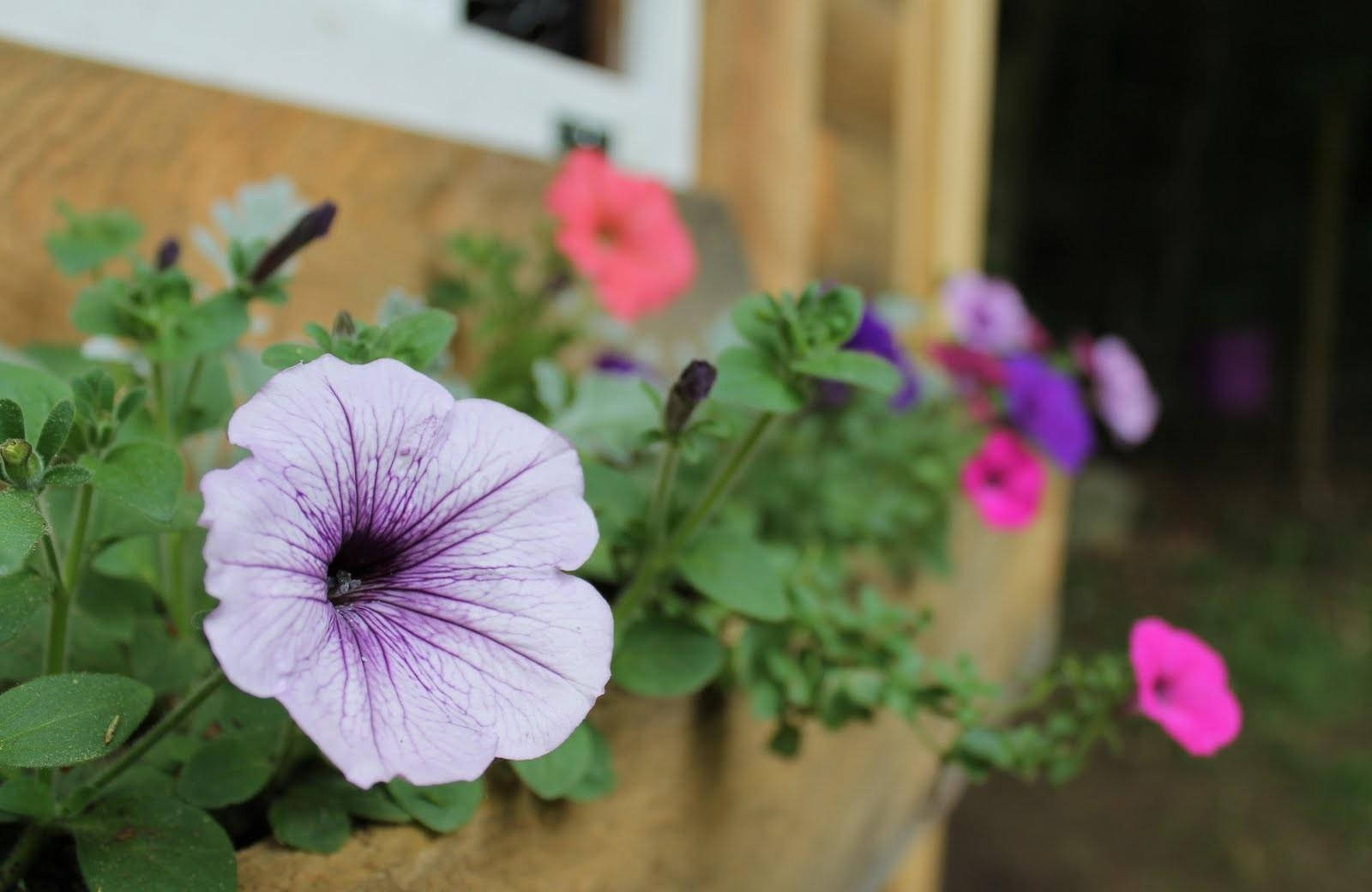 Petunias Afiladas y Deslumbrantes