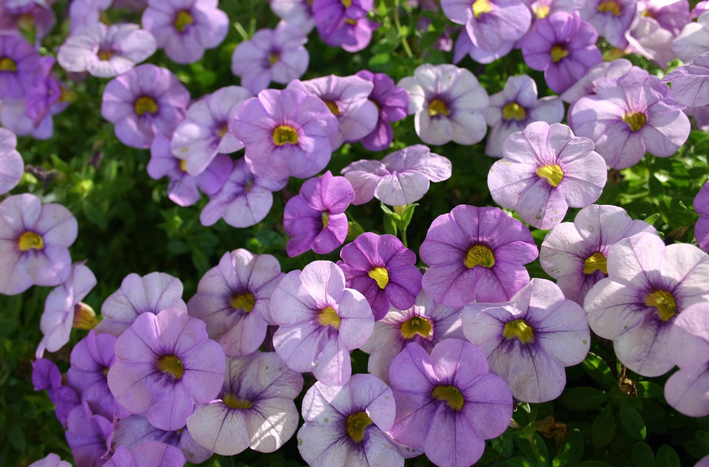 Petunias bajo rayos de sol intensos Fondos de pantalla