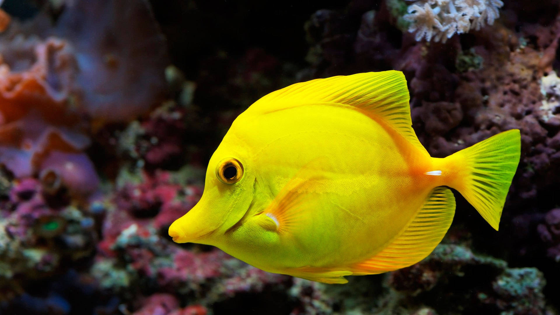 Pez amarillo liso y genial Fondos de pantalla