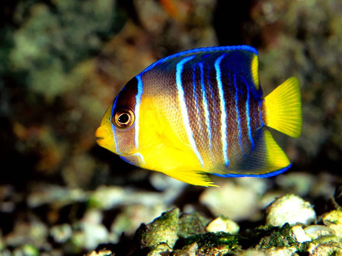 Pez Azul y Amarillo Genial Fondos de pantalla