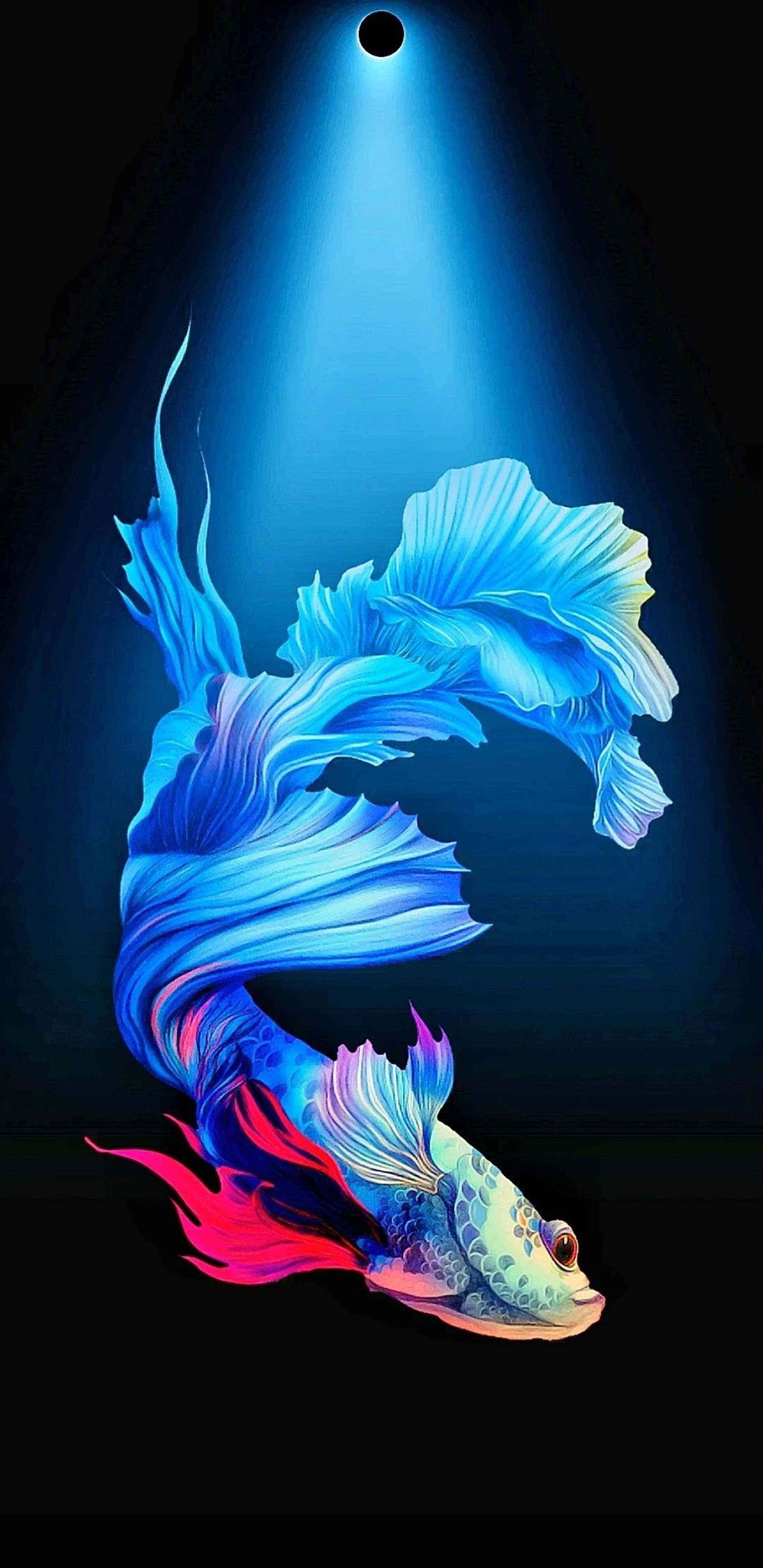 Pez Betta Azul Agujero de Punzón 4K Fondos de pantalla