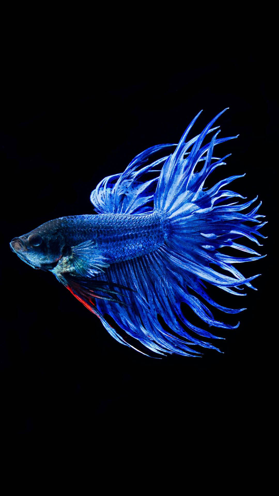 Pez Betta Genial Fondos de pantalla