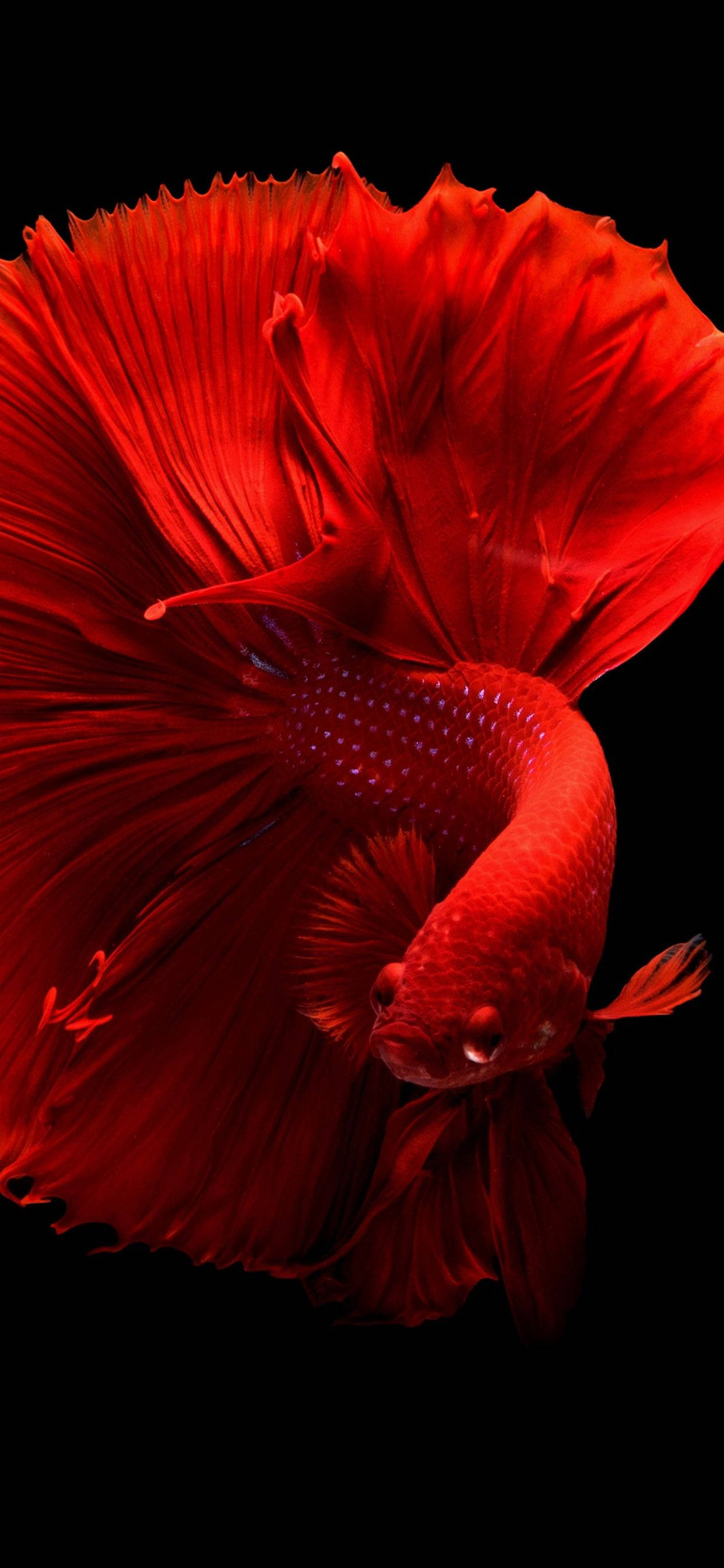 Pez Betta iPhone 11 Pro Max Fondos de pantalla