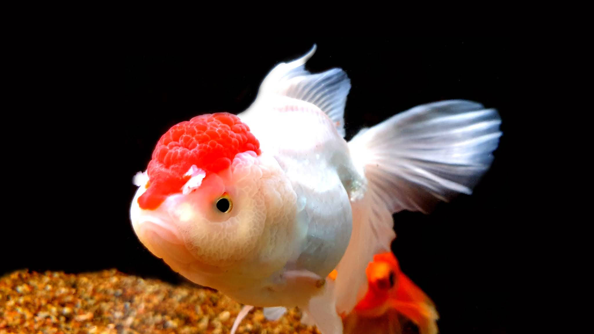 Pez Dorado Oranda Cool Fondos de pantalla