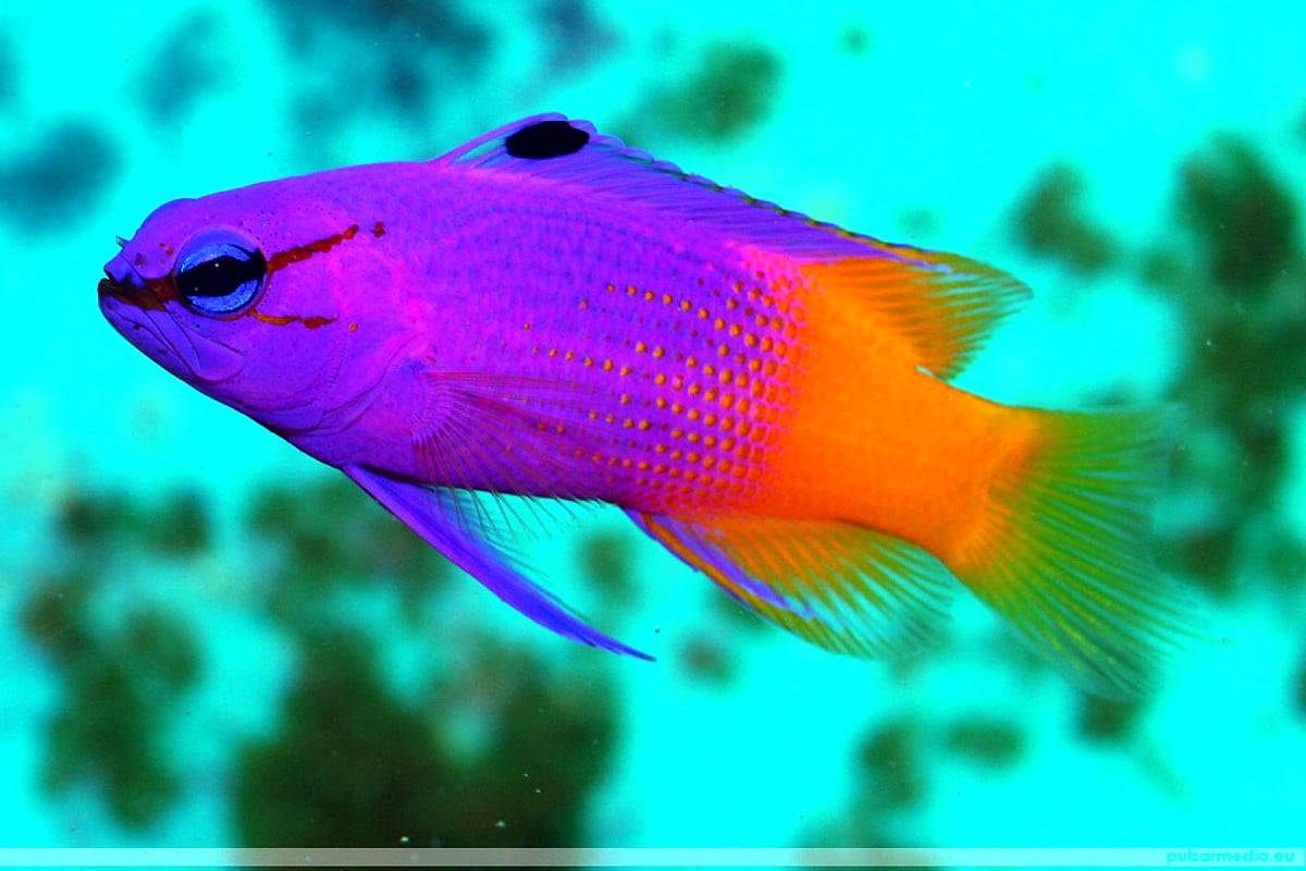 Pez genial naranja y morado Fondos de pantalla