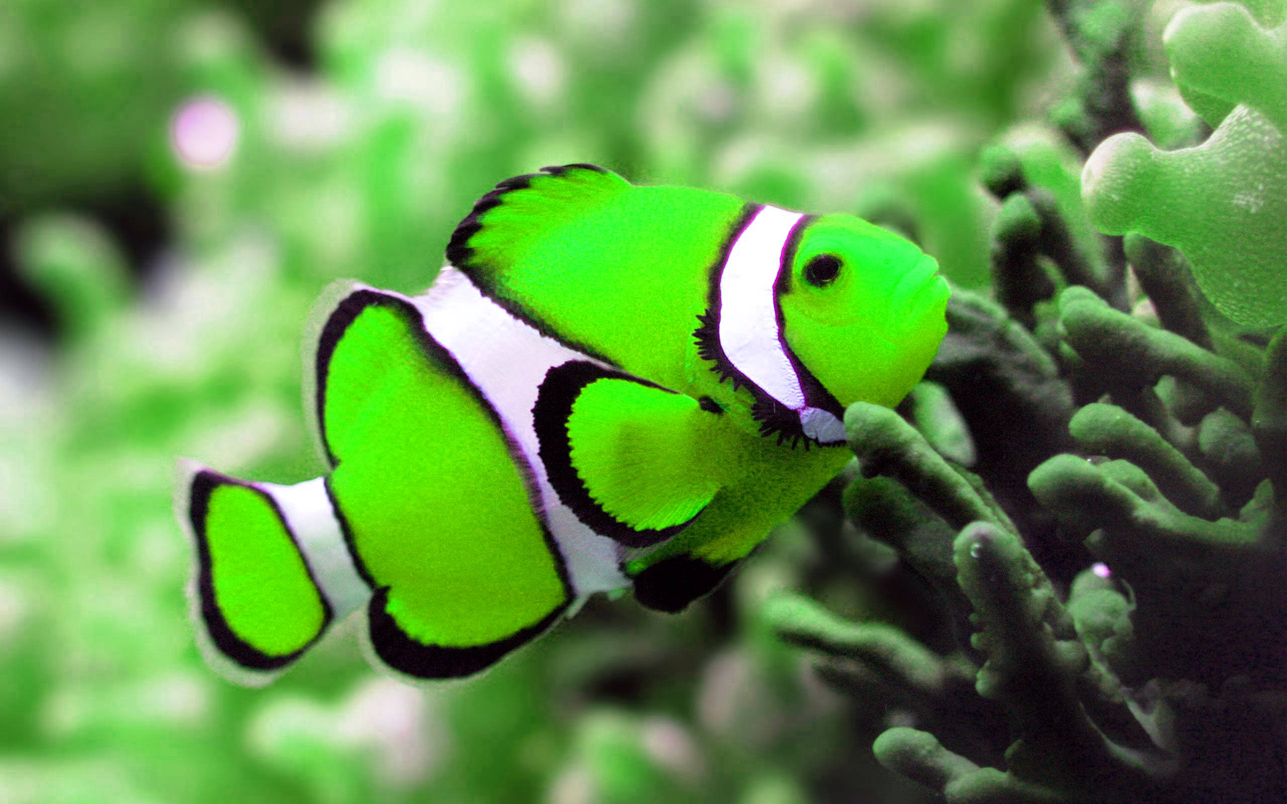 Pez genial verde neón Fondos de pantalla