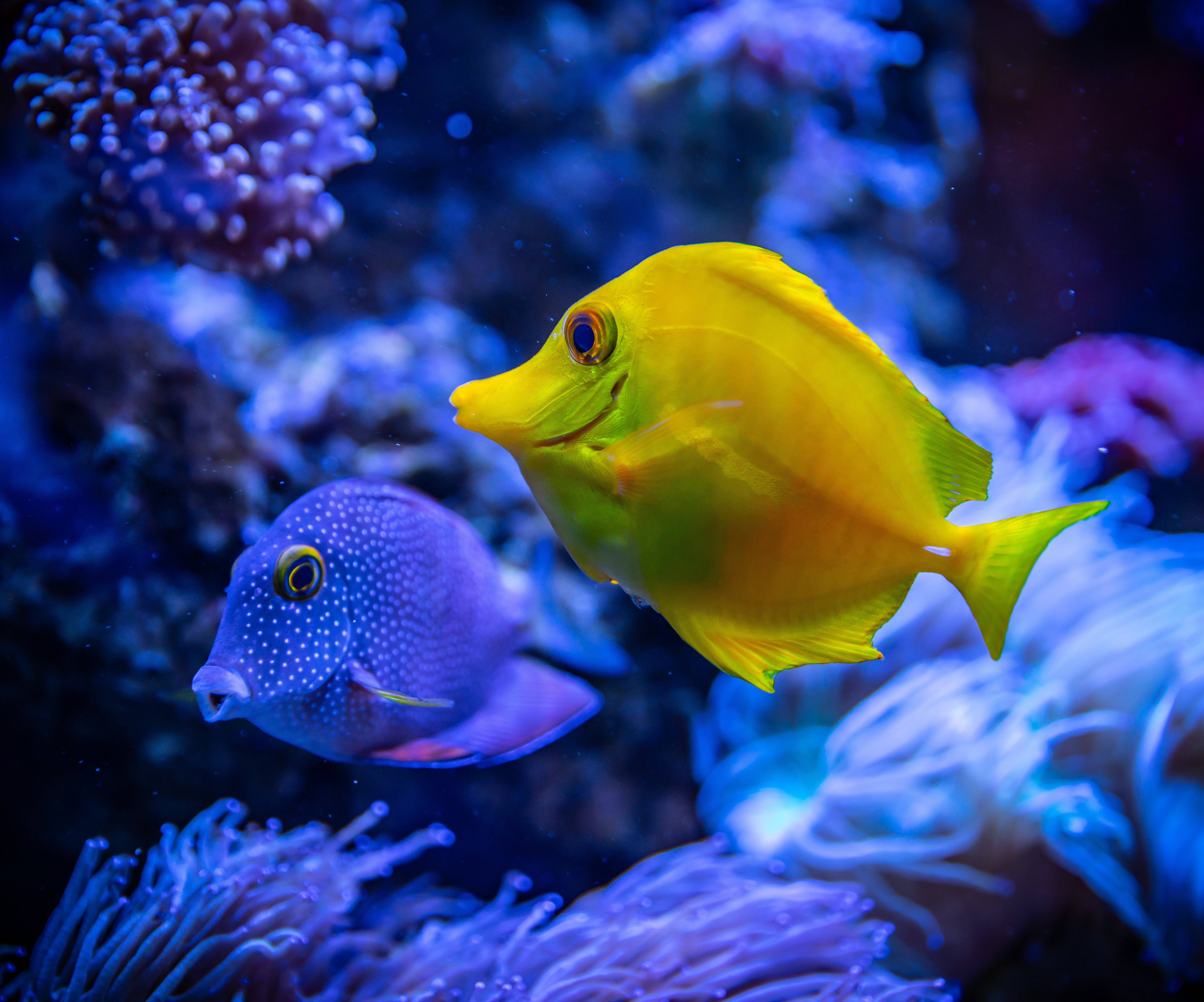 Pez Kole y Pez Cirujano Amarillo 4K Ultra HD Fondos de pantalla