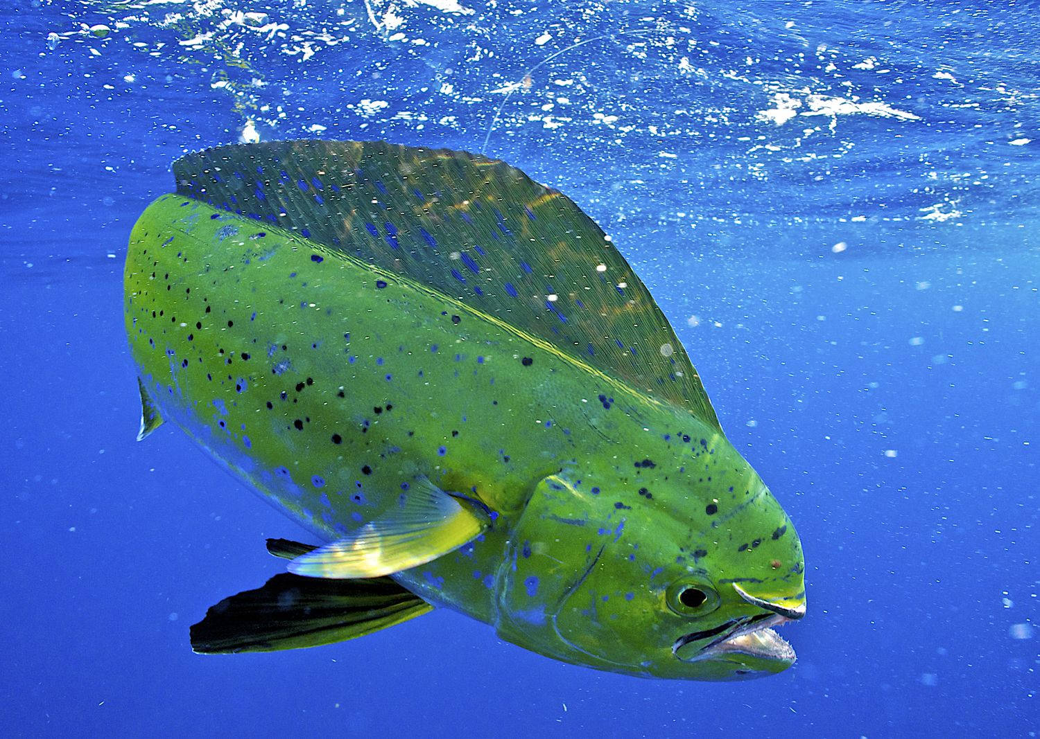 Pez Mahi-Mahi Tocando la Superficie Fondos de pantalla