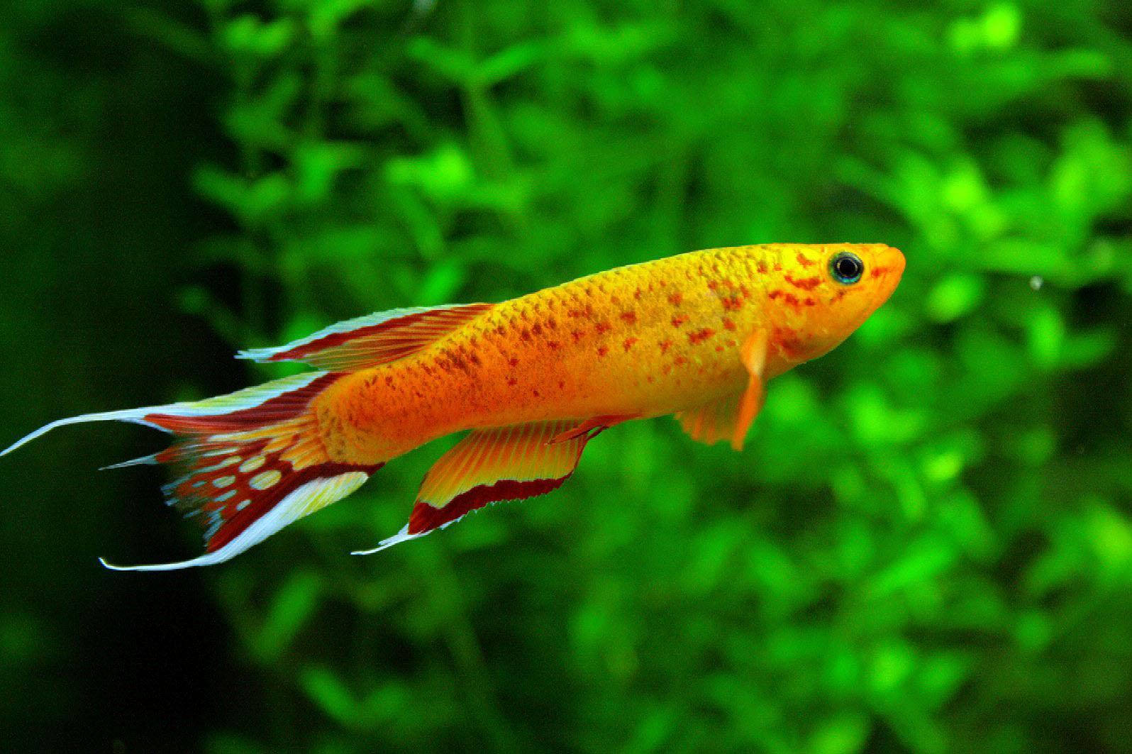Pez naranja genial Fondos de pantalla