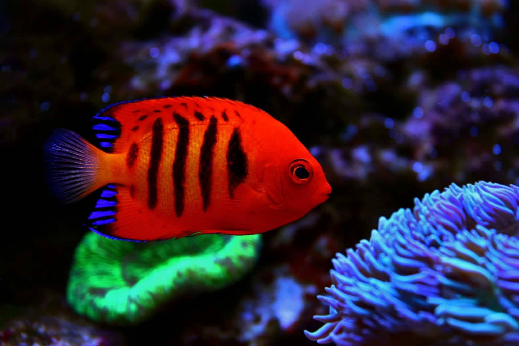 Pez naranja oscuro genial Fondos de pantalla