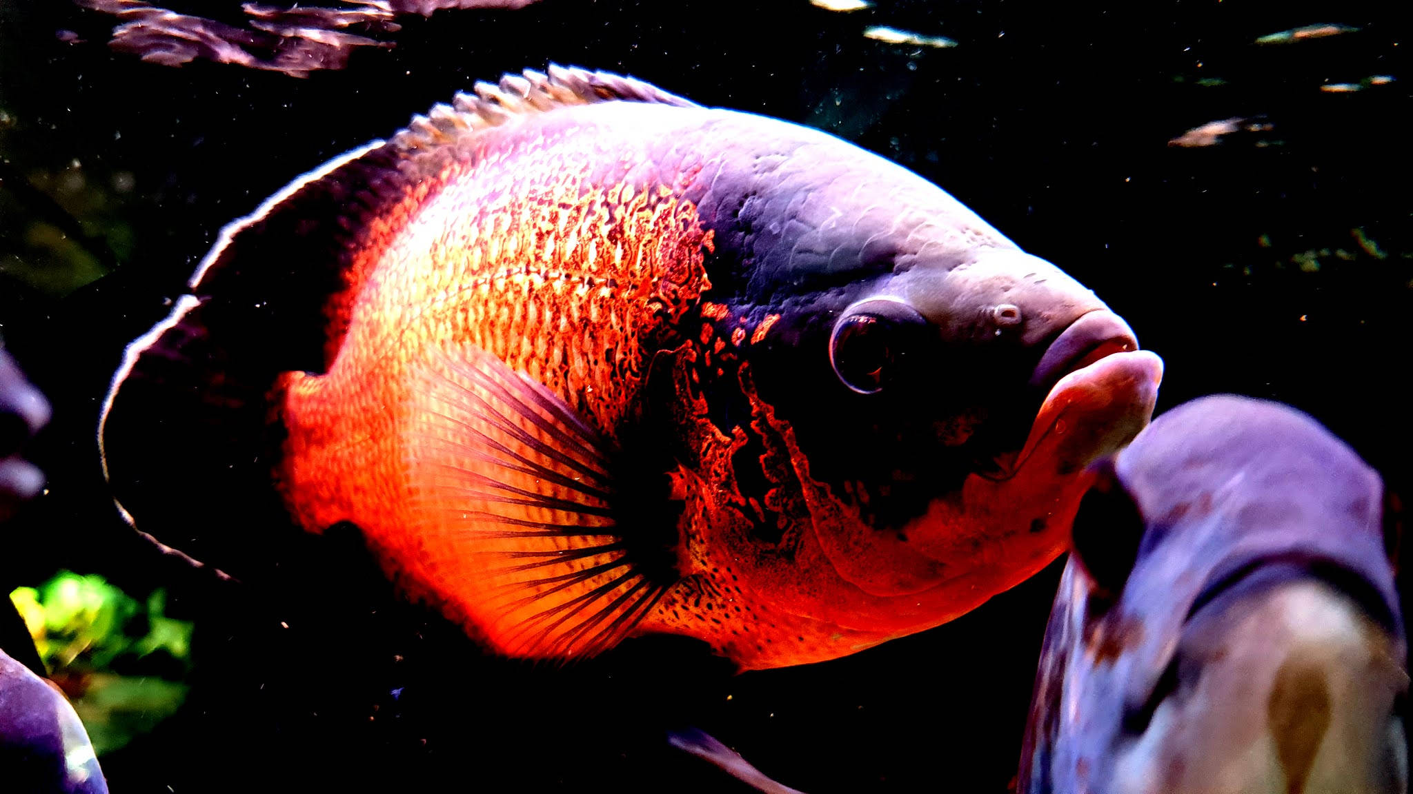 Pez Oscar Cool Fondos de pantalla