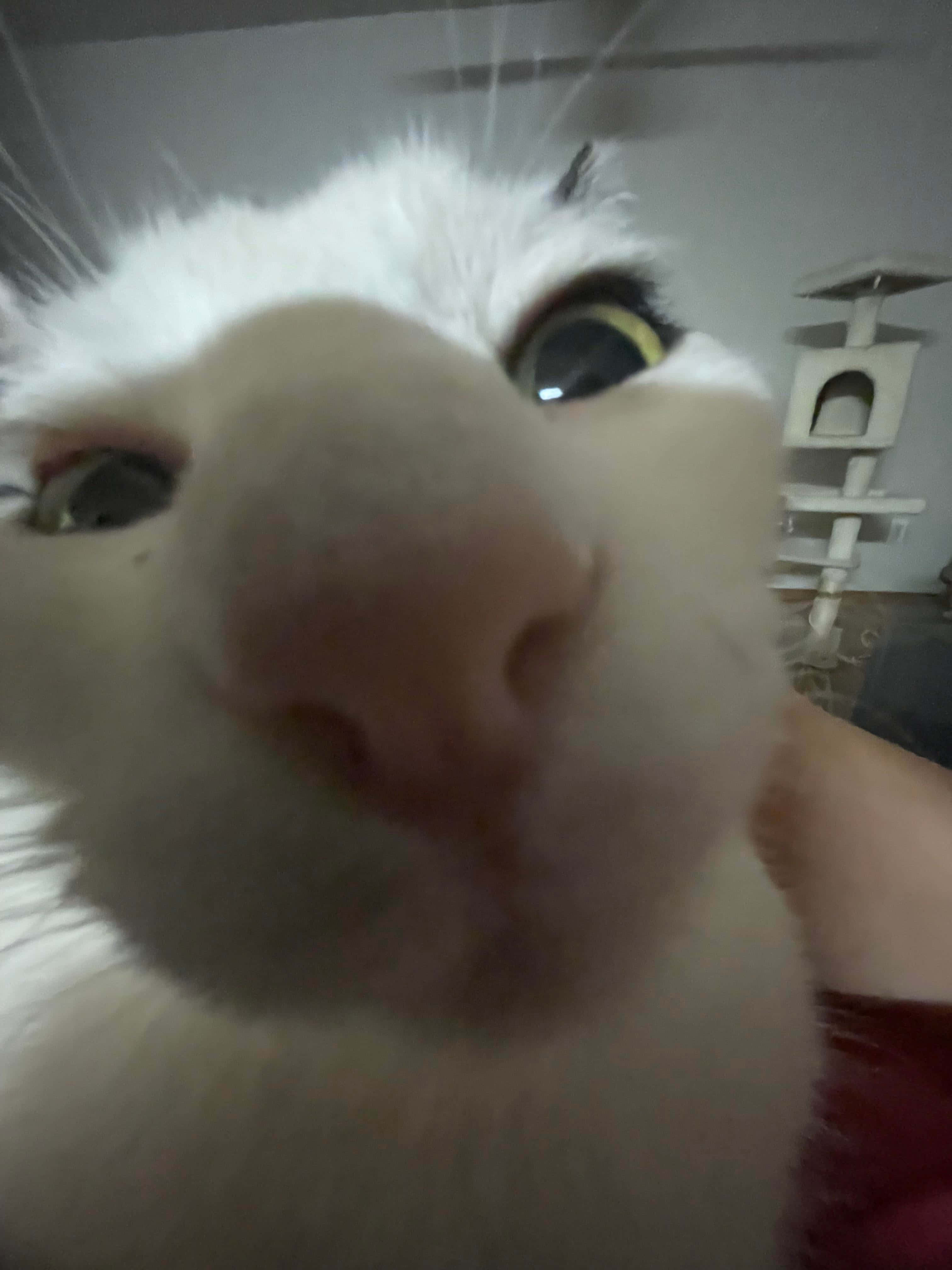 PFP Divertido de Gato Blanco Acercado a la Cámara Fondos de pantalla