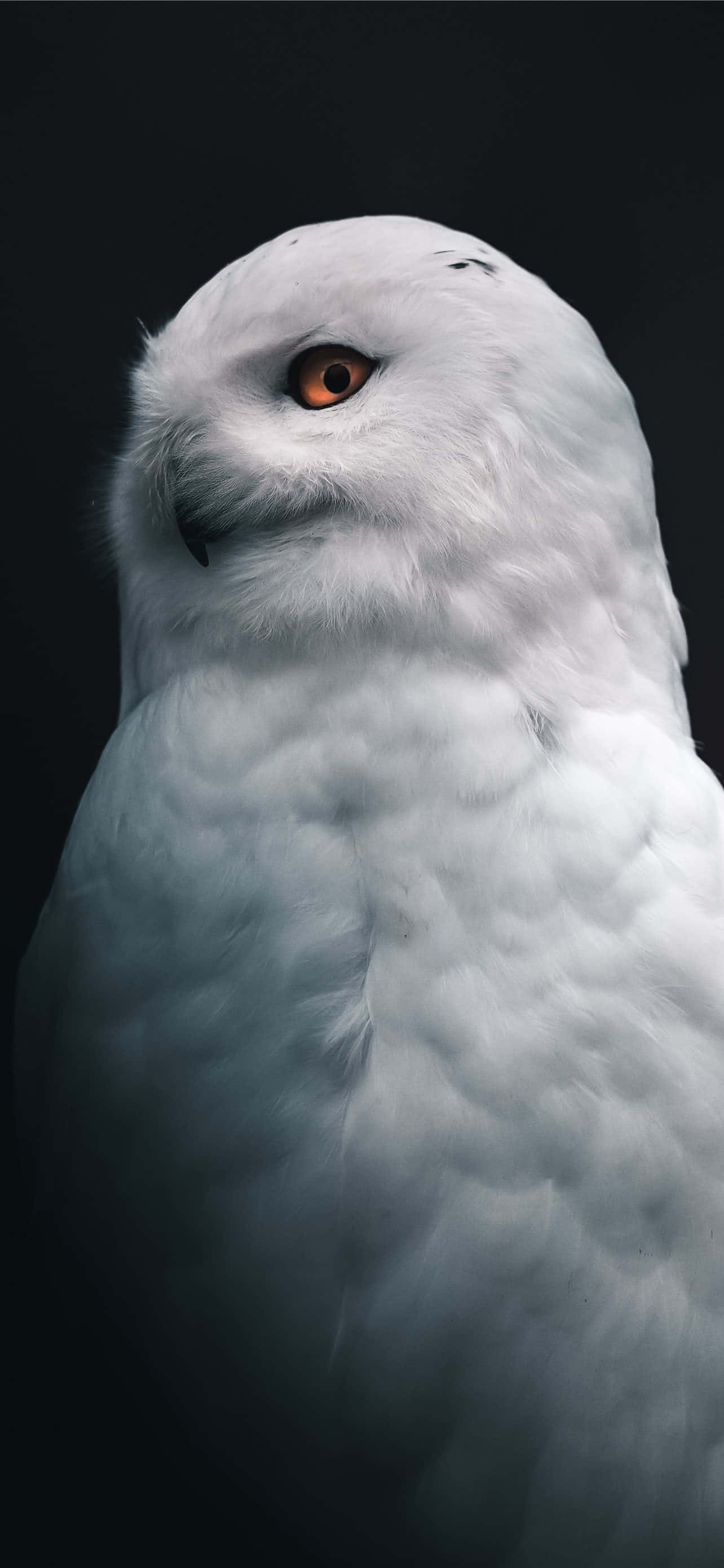 Piérdete en la belleza minimalista de un fondo blanco de Tumblr. Fondos de pantalla