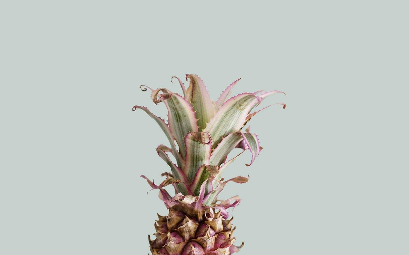 Piña Rosa Estética Veraniega Fondos de pantalla