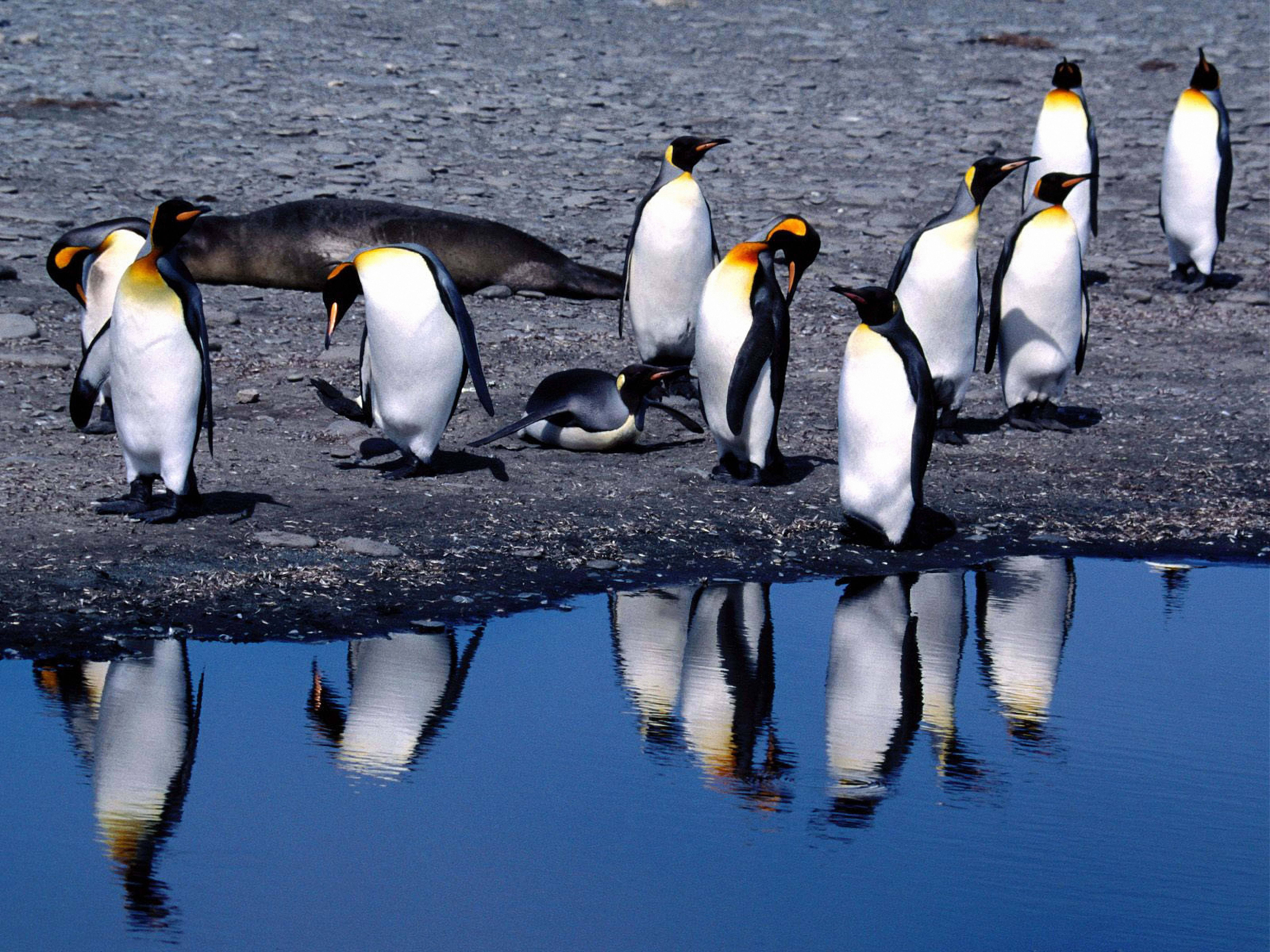 Pingüinos en Verano Fondos de pantalla