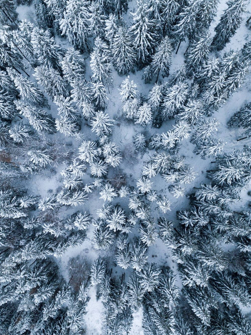 Pinos de Invierno para Pantalla de iPad Fondos de pantalla