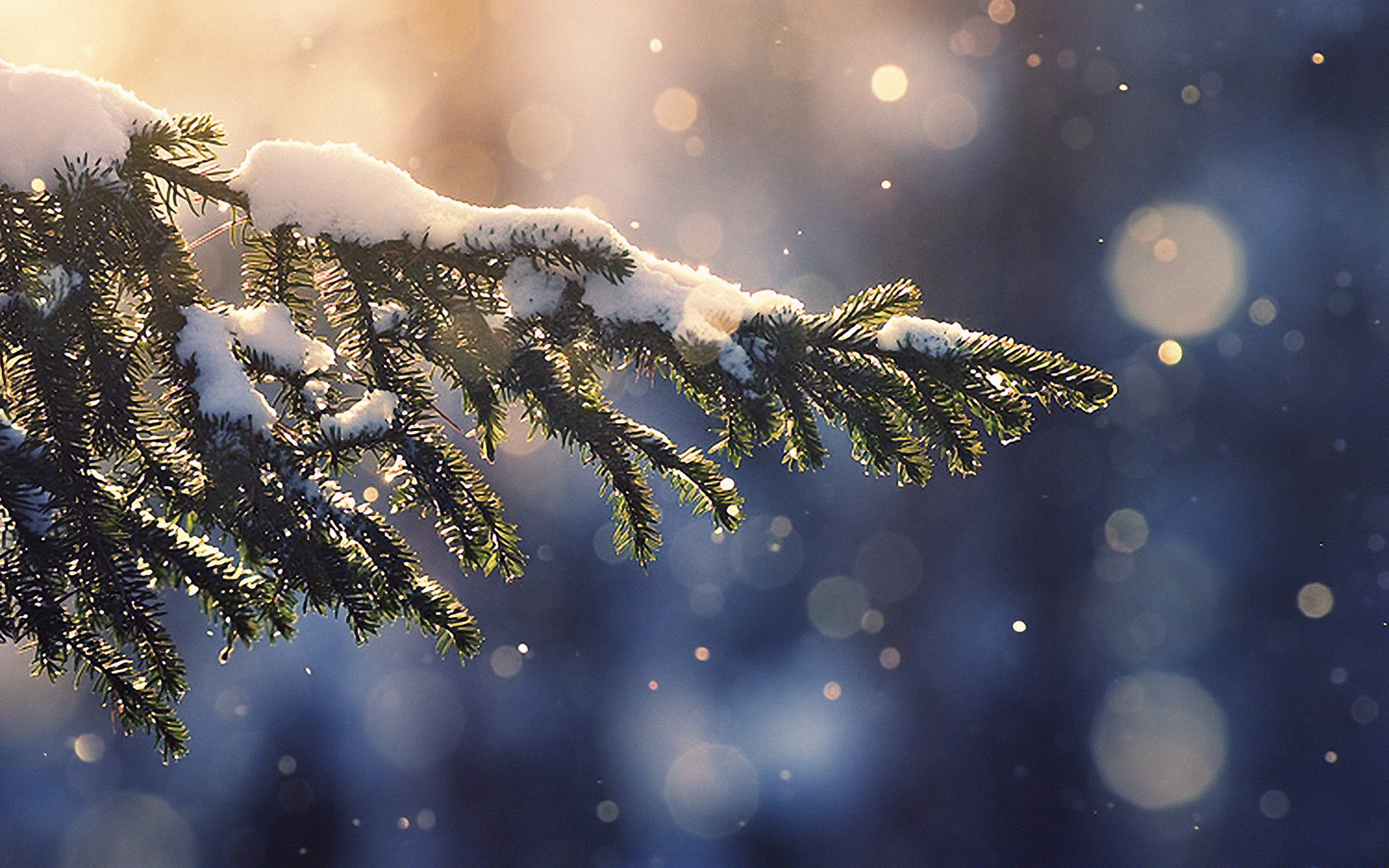 Pinos estéticos con nieve Fondos de pantalla