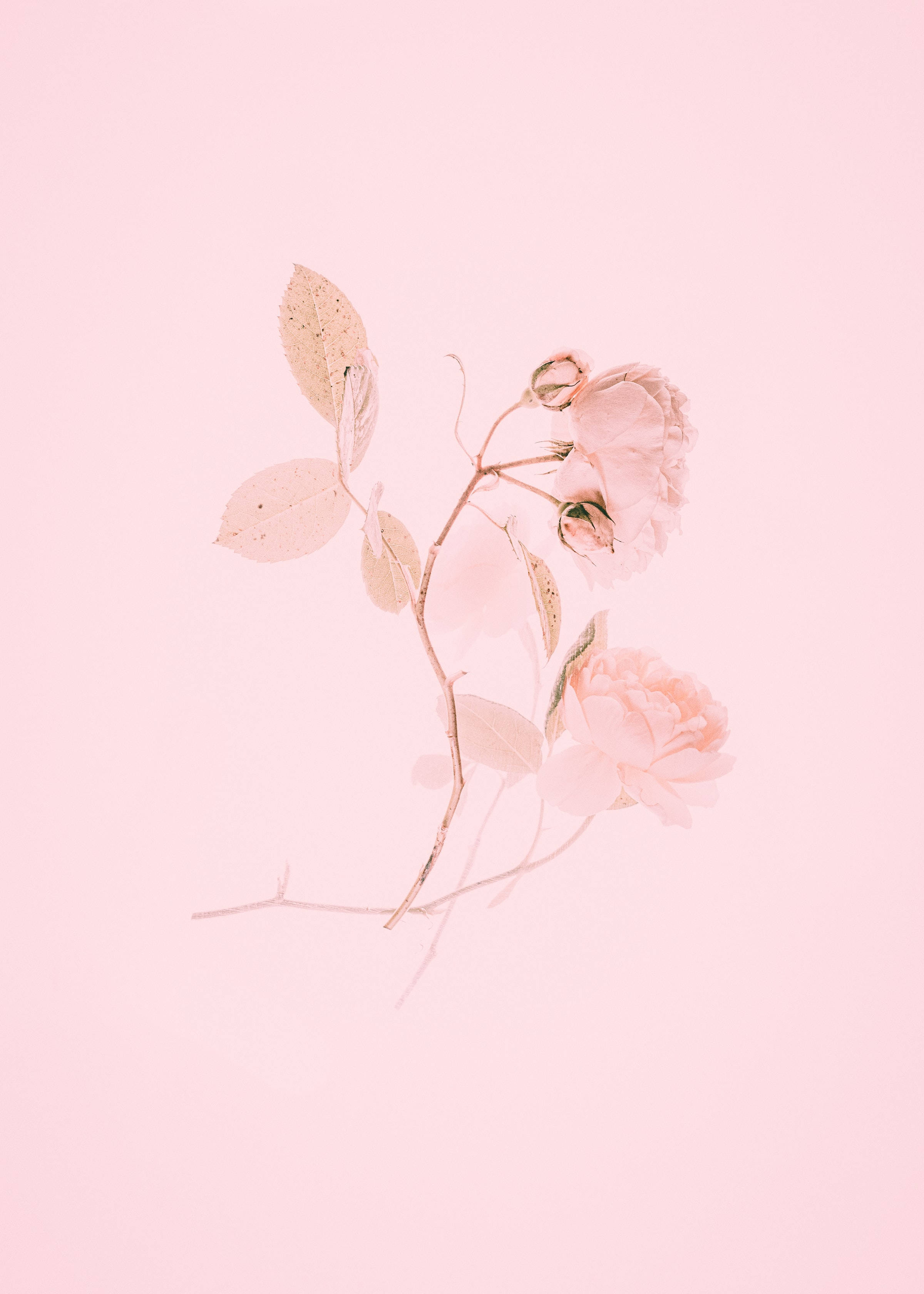 Pintura de Rosas Rosas Estéticas y Tiernas Fondos de pantalla