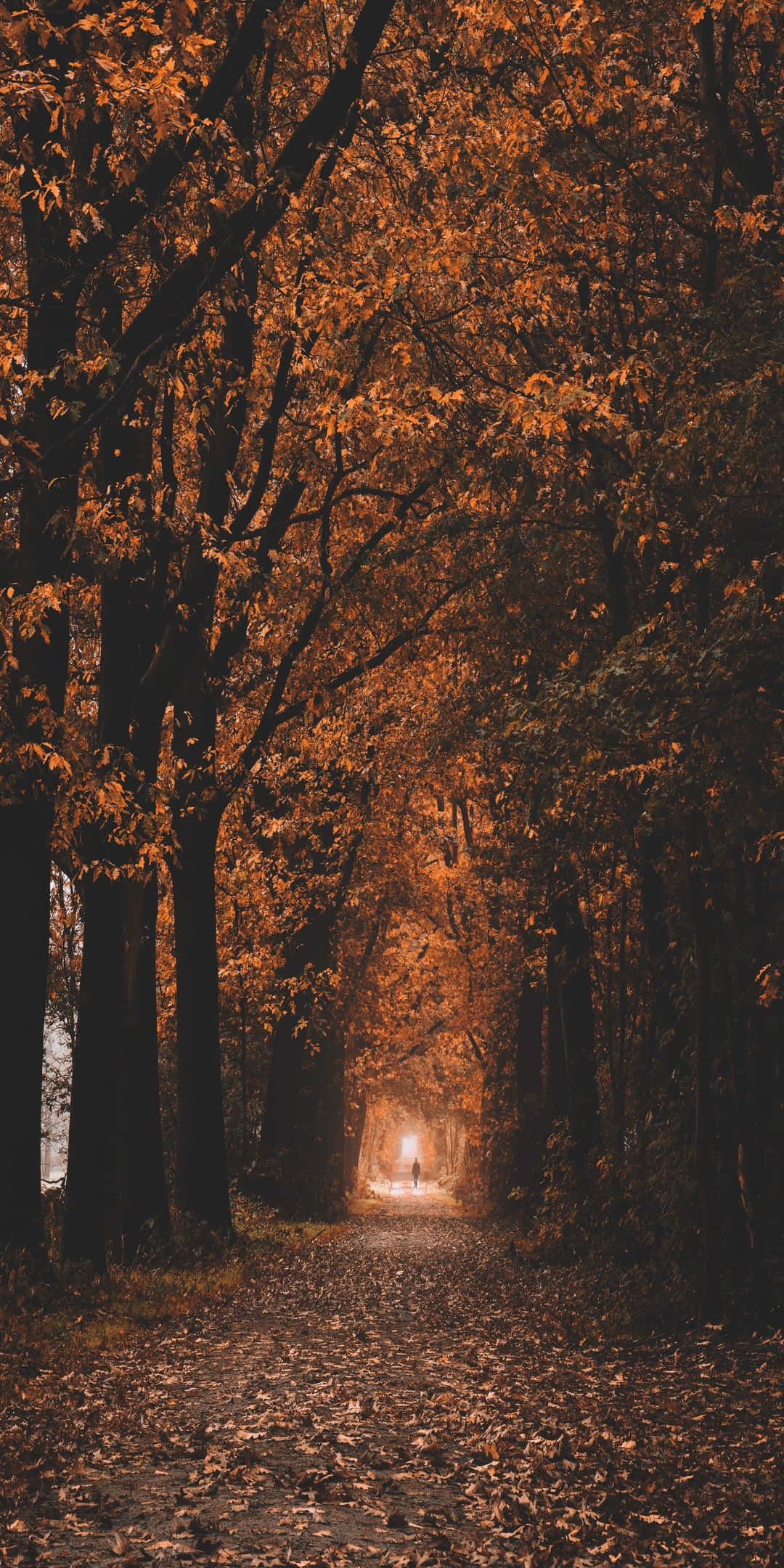 Pixel 3 Fondo de Otoño de Camino Estrecho Rodeado de Árboles Fondos de pantalla