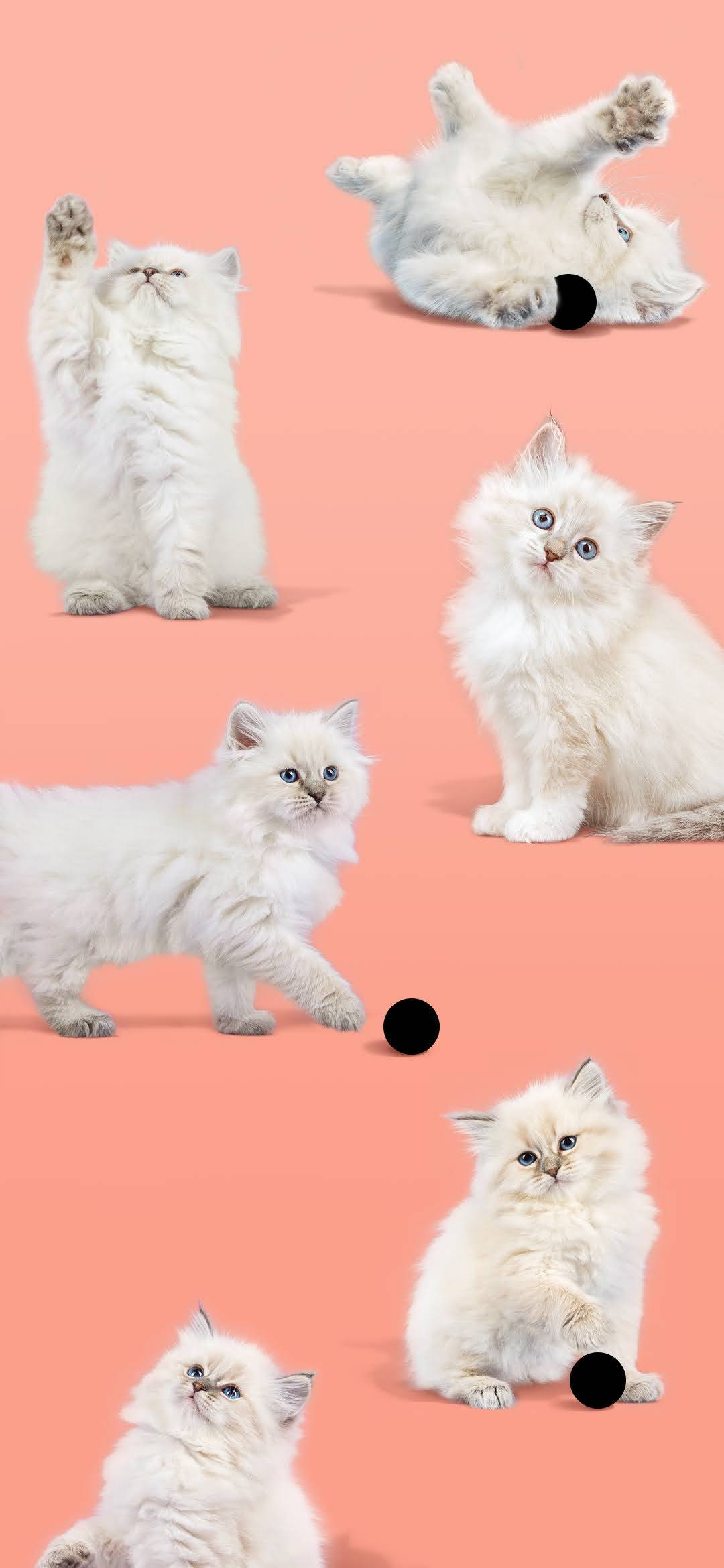 Pixel 4 Gato Blanco Lindo Fondos de pantalla