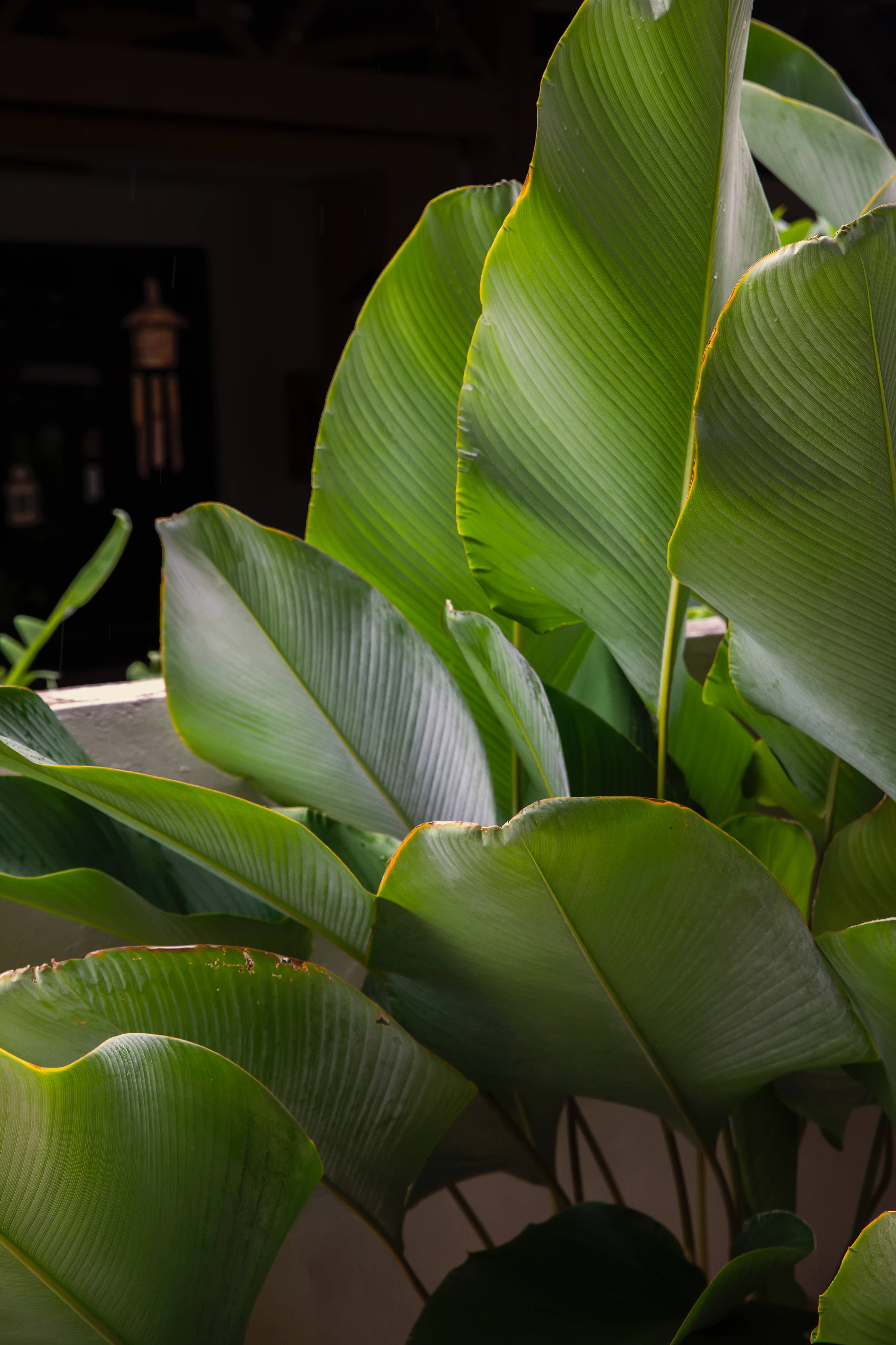 Planta Calathea Lutea Estética Fondos de pantalla