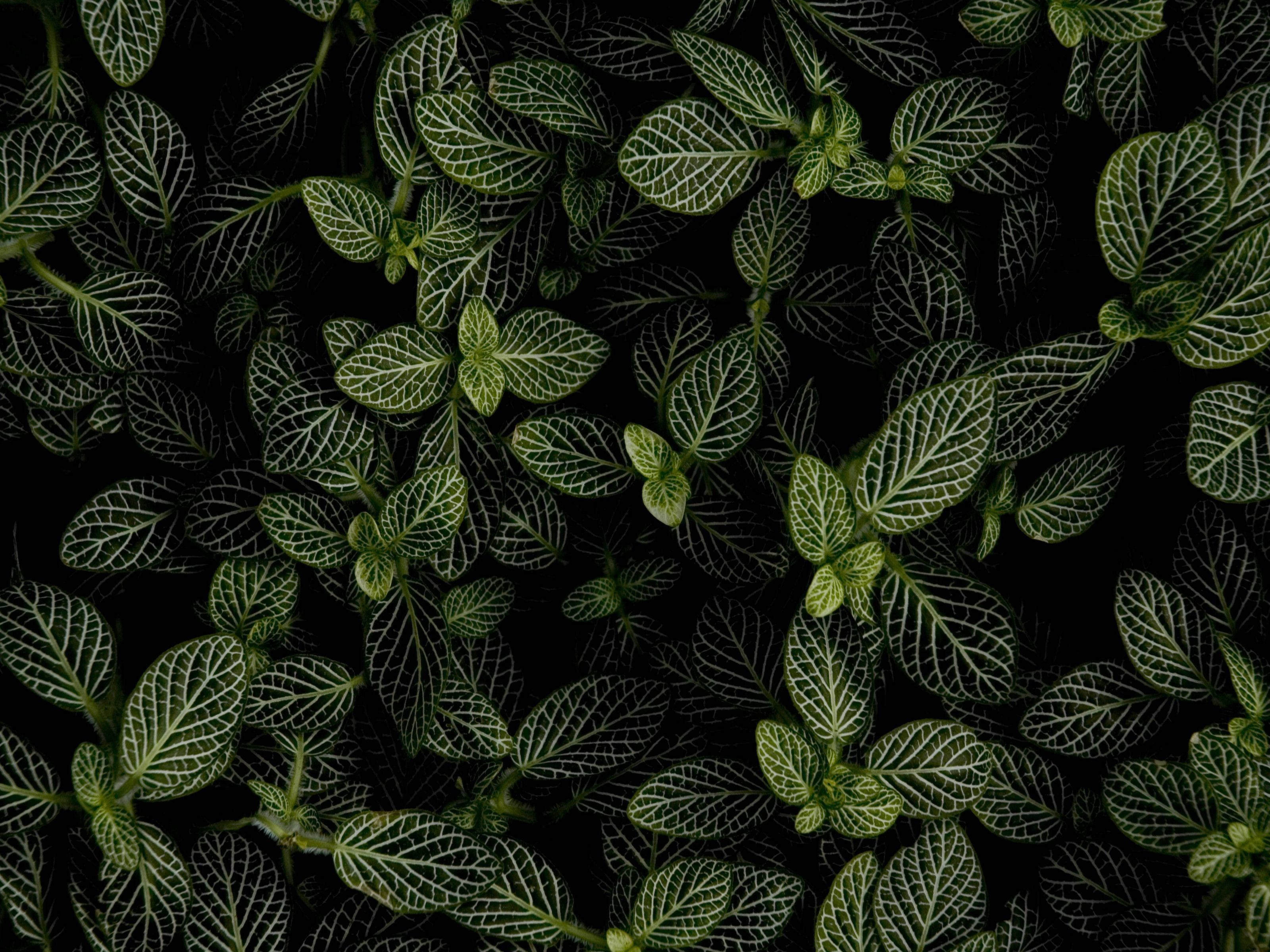 Planta de Menta en la Oscuridad Fondos de pantalla
