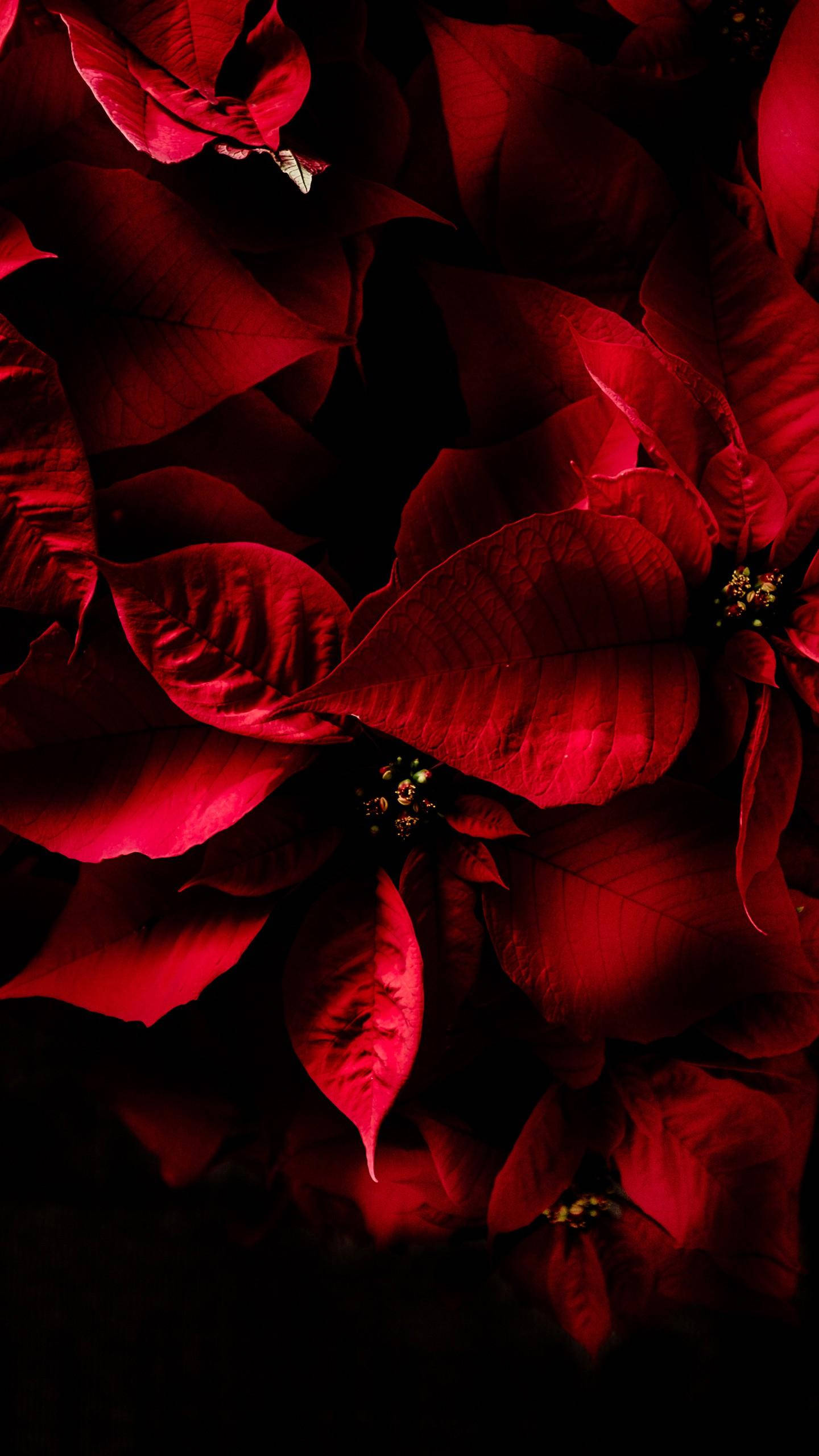 Planta de Nochebuena Samsung S20 Ultra Fondos de pantalla