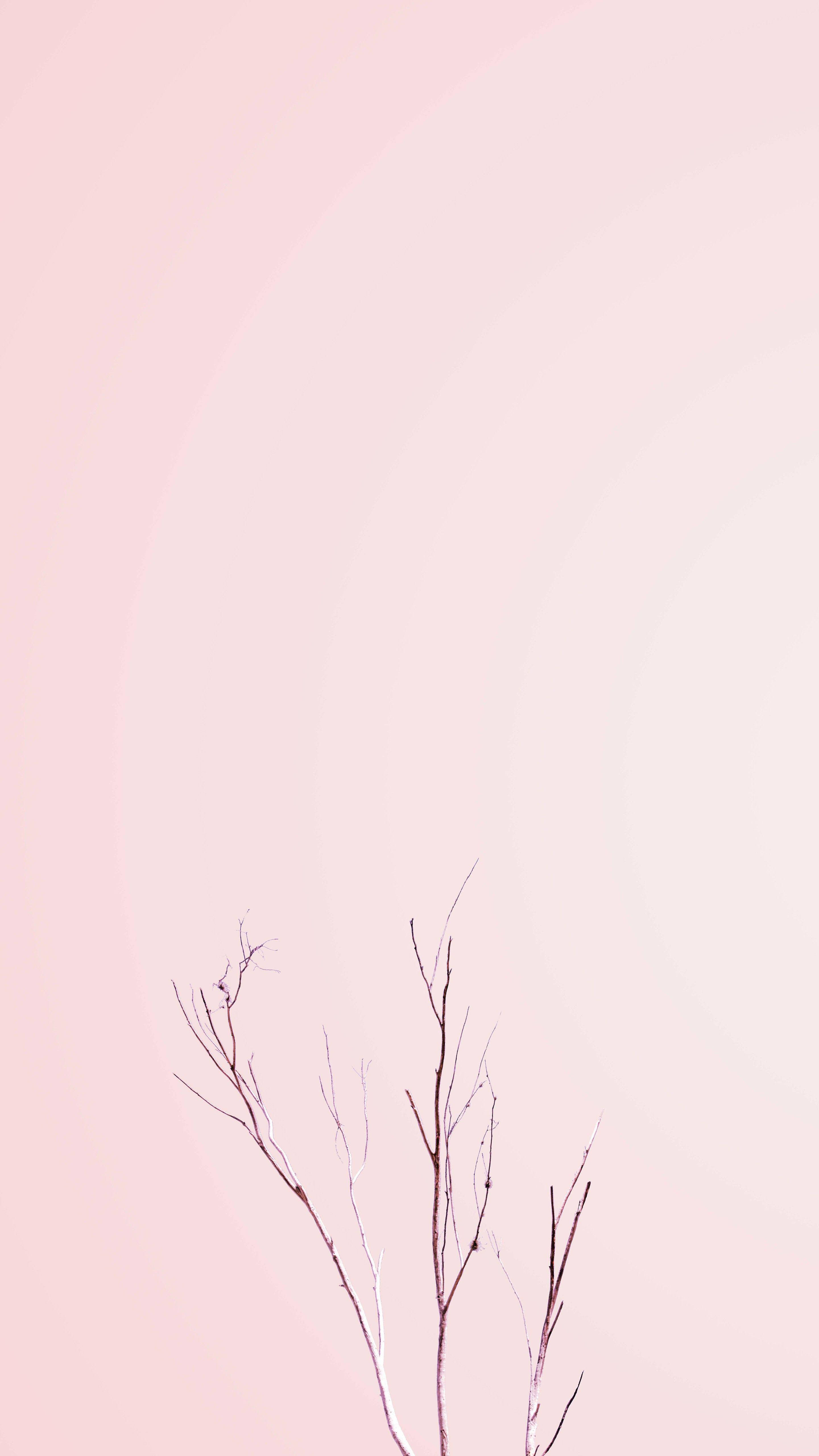 Planta desnuda rosa pastel para iPhone Fondos de pantalla