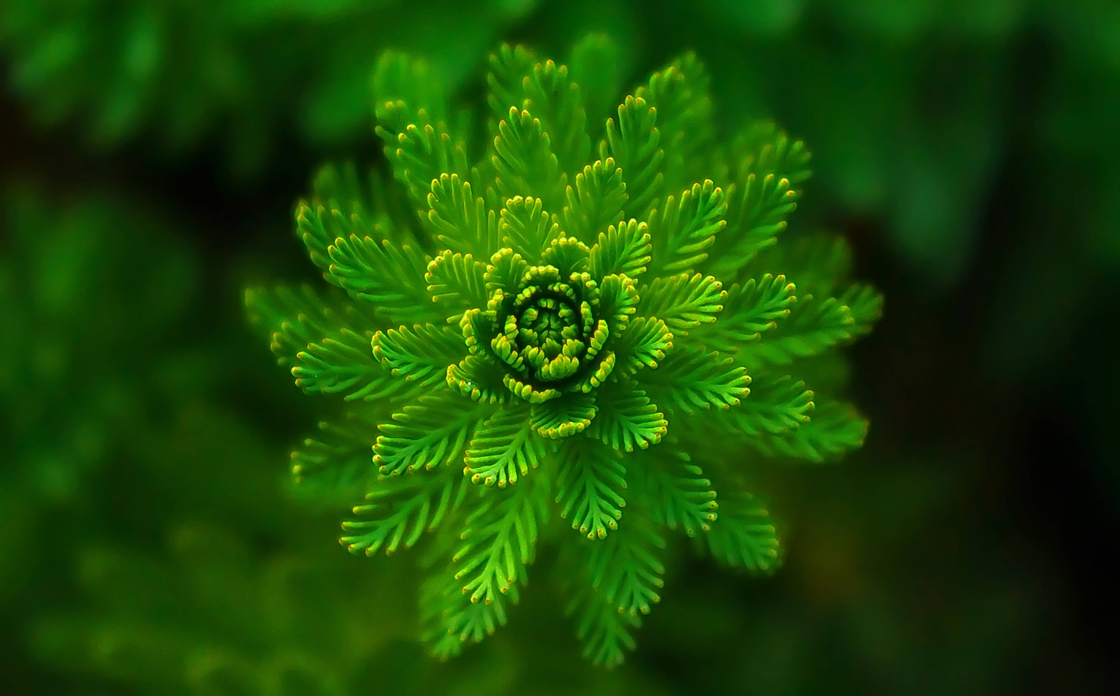 Planta floreciente verde Fondos de pantalla