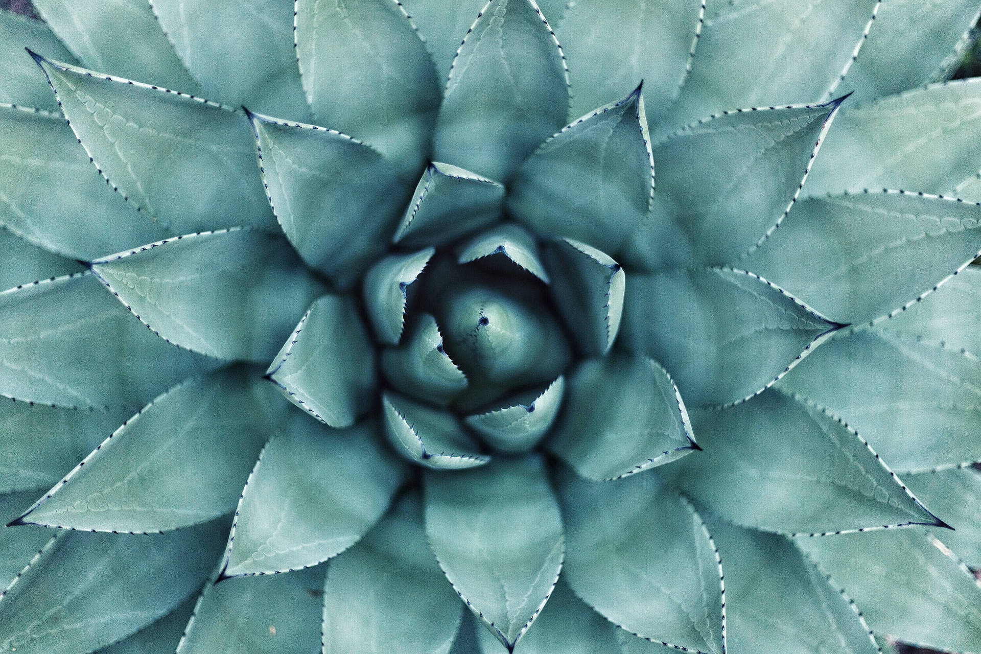 Fondo de pantalla de Planta Suculenta Verde Azulado