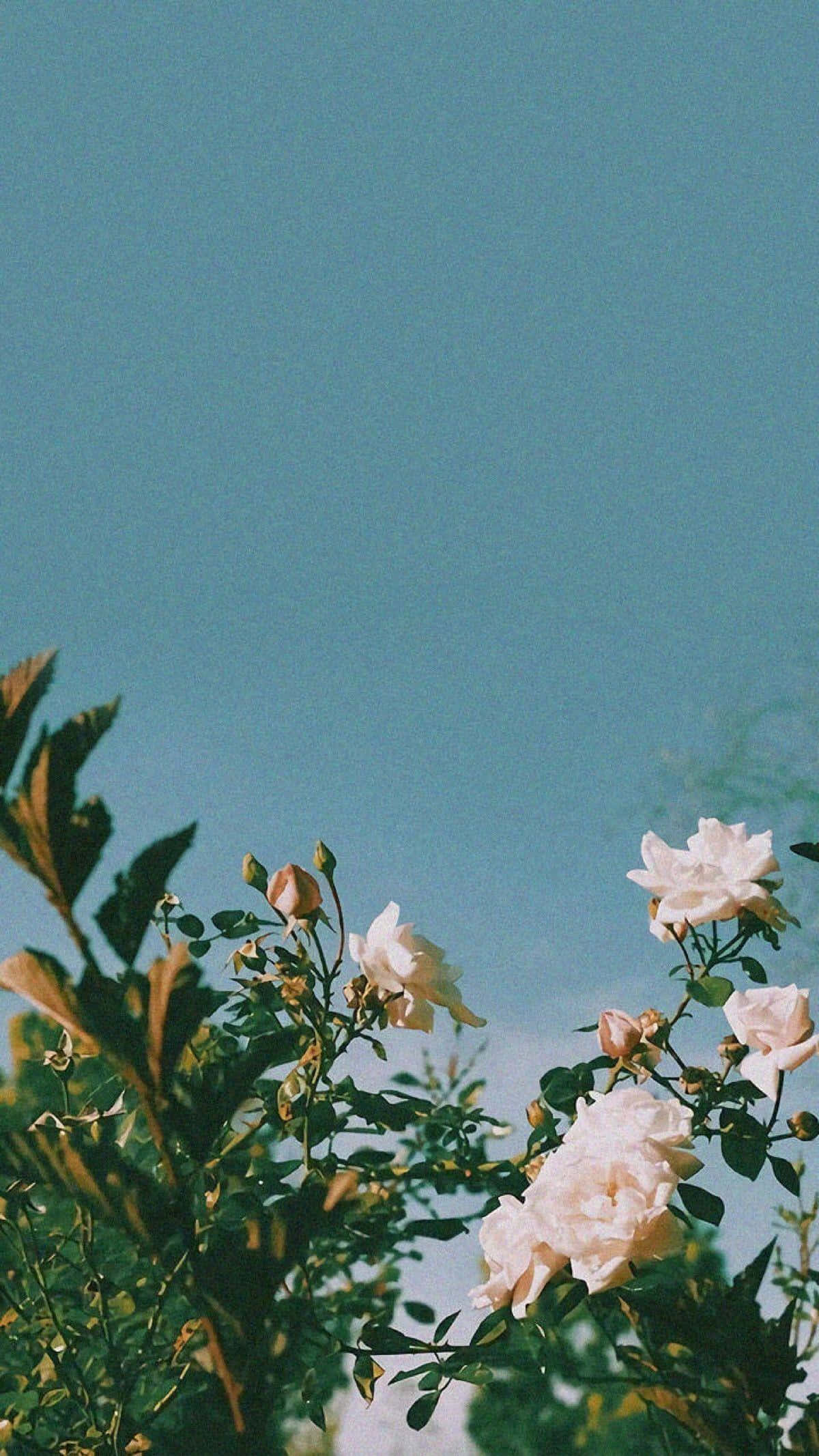Planta Verde Estética Rosa Fondos de pantalla
