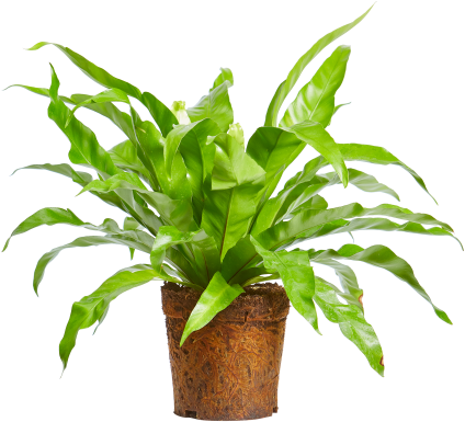 Planta verde vibrante en maceta Fondos de pantalla