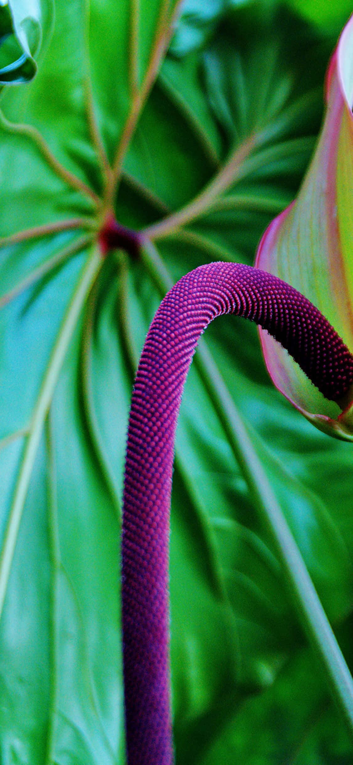 Plantas Chenile Púrpura Tropicales Fondos de pantalla