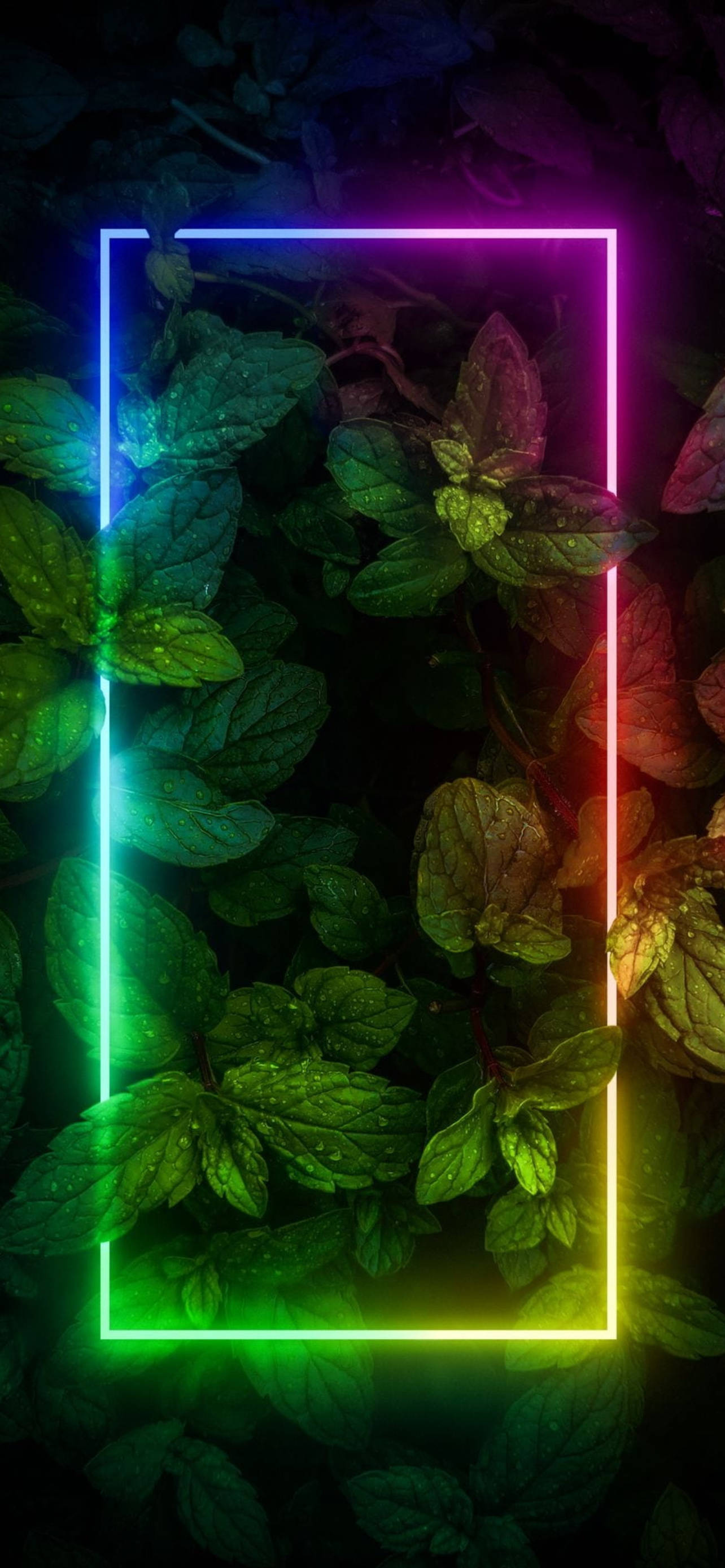 Plantas con Borde Neón Estética iPhone Fondos de pantalla