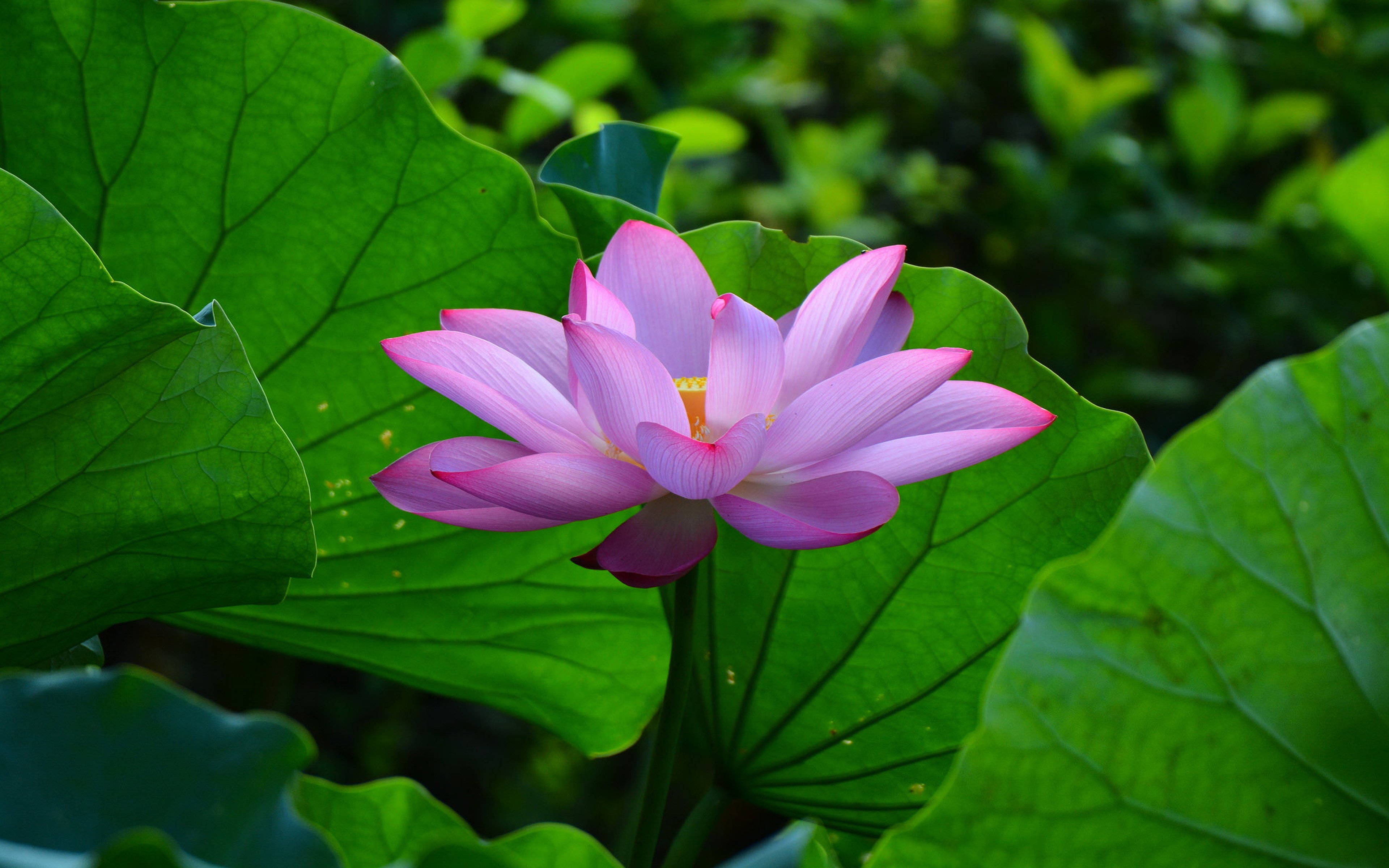 Plantas de Loto Rosa Pastel de Verano Fondos de pantalla