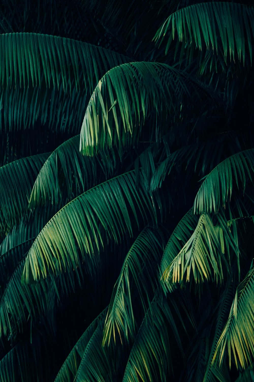 Plantas Tropicales Palma de Coco Fondos de pantalla