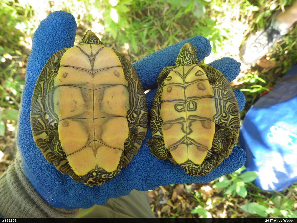 Plastrón de Tortugas Mapa del Norte Fondos de pantalla
