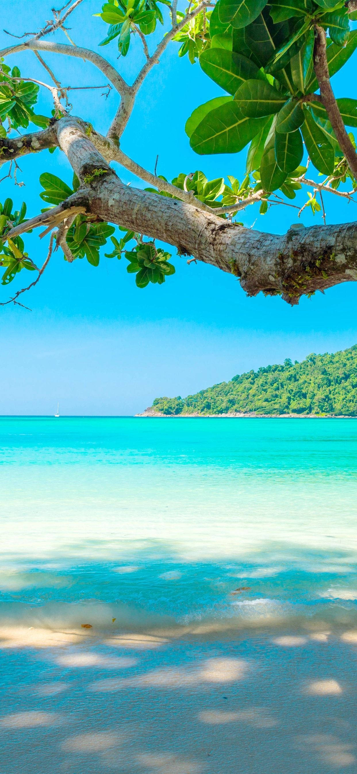 Playa 4K iPhone Rama de Árbol Fondos de pantalla